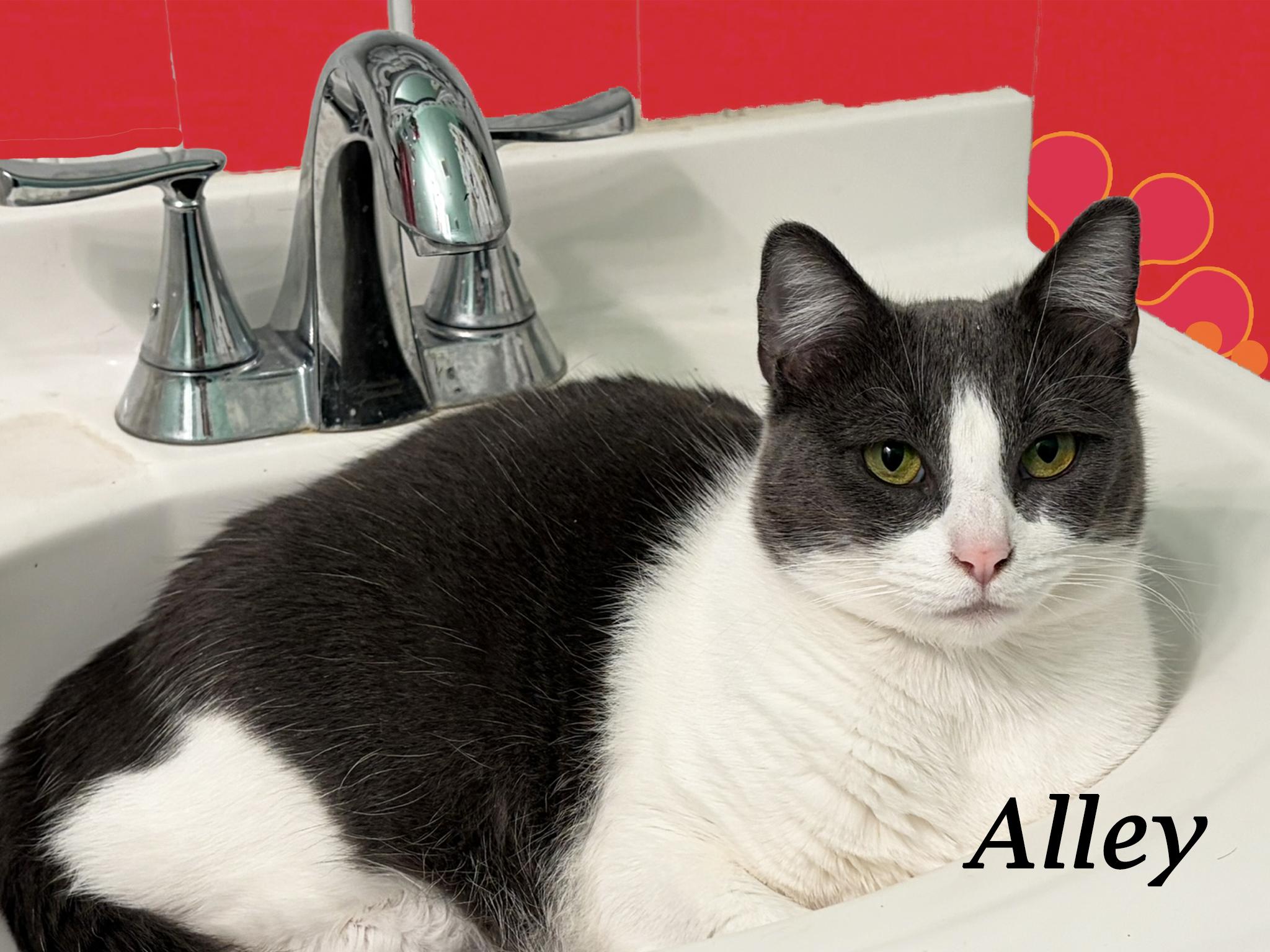 Enlarge ALLEY, a Adoptable Domestic Short Hair in Monrovia, CA image 2/3