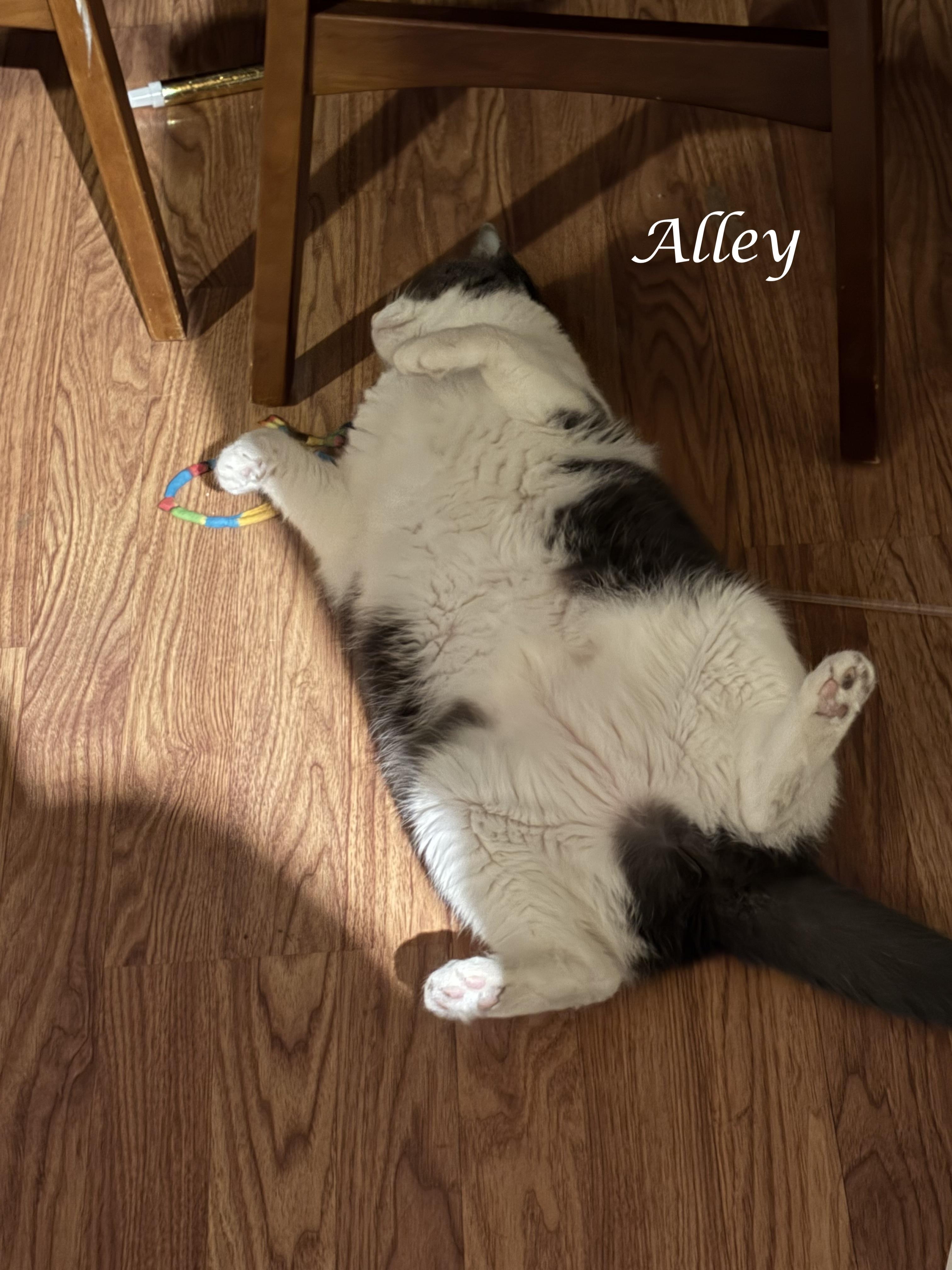 Enlarge ALLEY-shy & playful, a Adoptable Domestic Short Hair in Monrovia, CA image 5/5