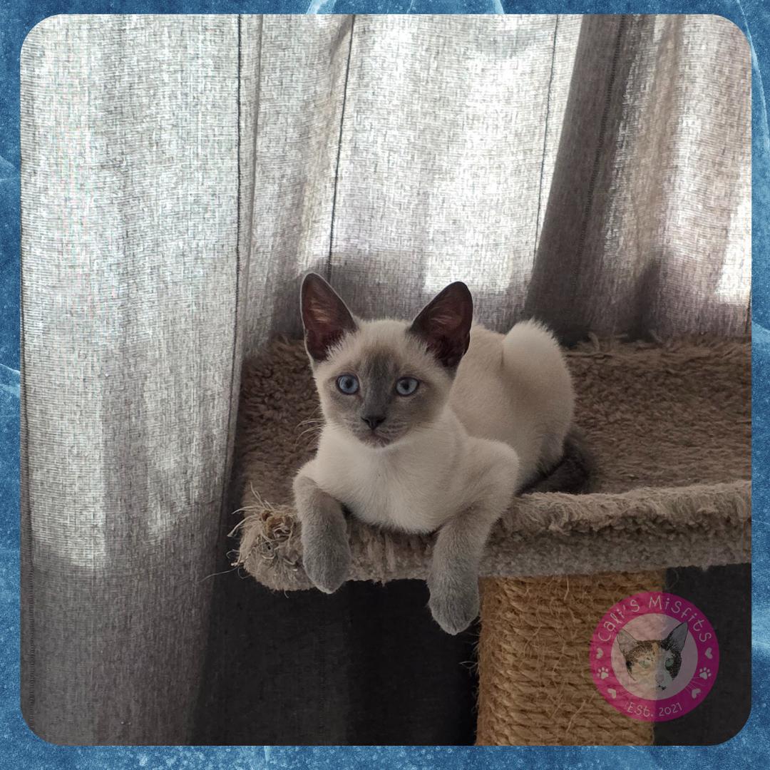Frank, Adopted, Kitten Male Siamese & Domestic Short Hair.