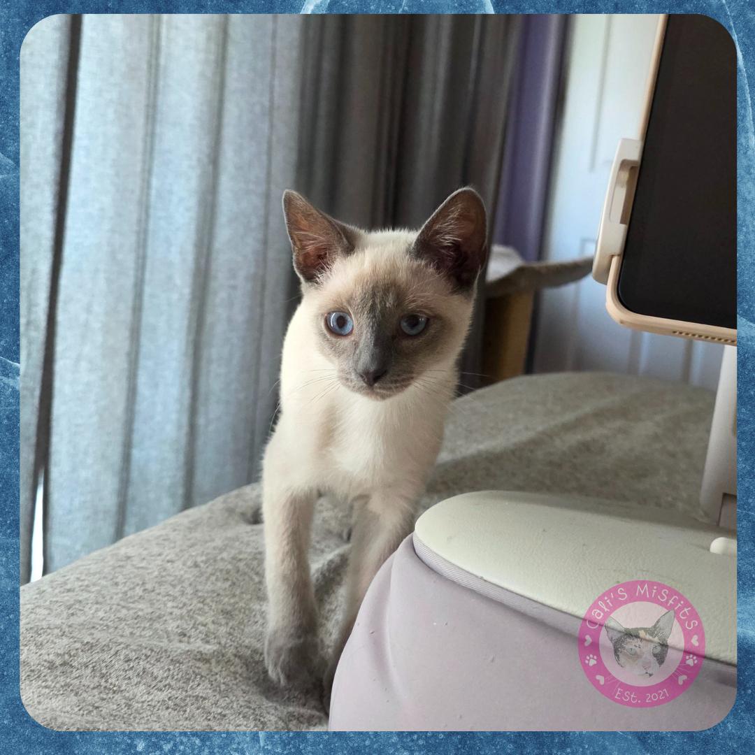 Enlarge Frank, a Adopted mixed breed in Santa Ana, CA image 2/5