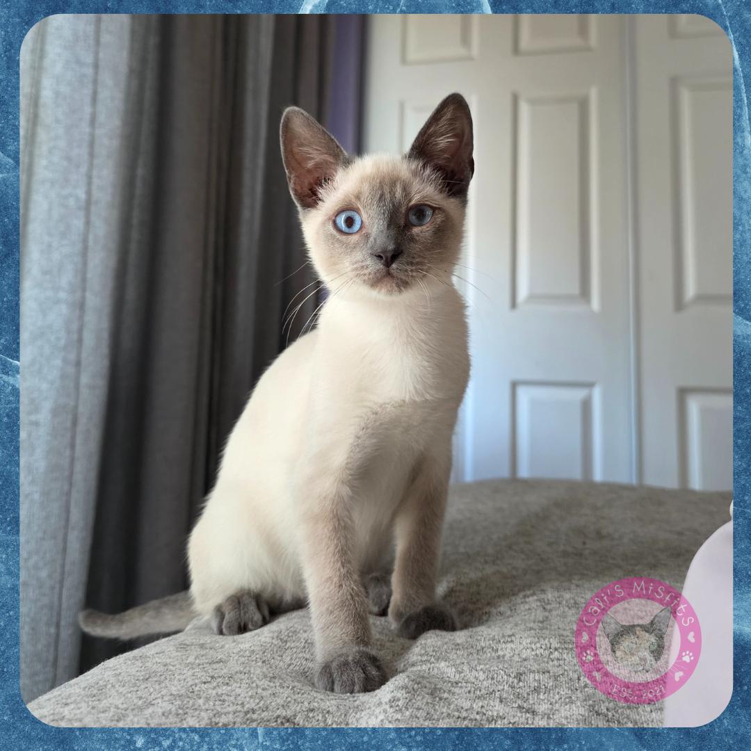 Enlarge Frank, a Adopted mixed breed in Santa Ana, CA image 3/5