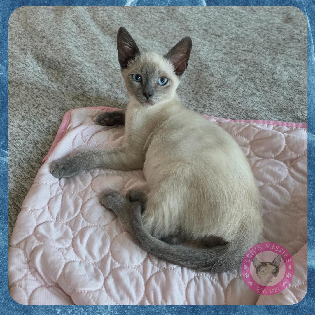 Enlarge Frank, a Adopted mixed breed in Santa Ana, CA image 4/5