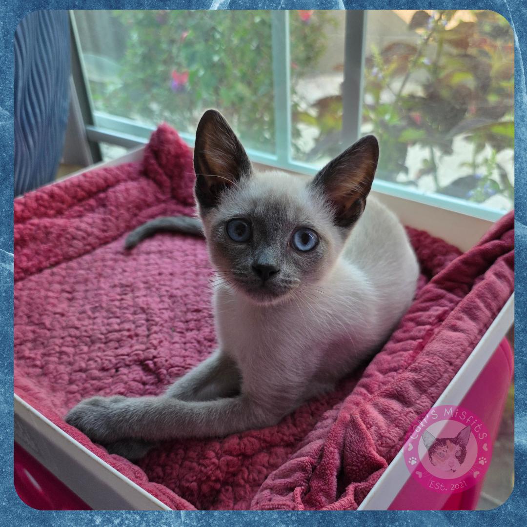 Enlarge Frank, a Adopted mixed breed in Santa Ana, CA image 5/5