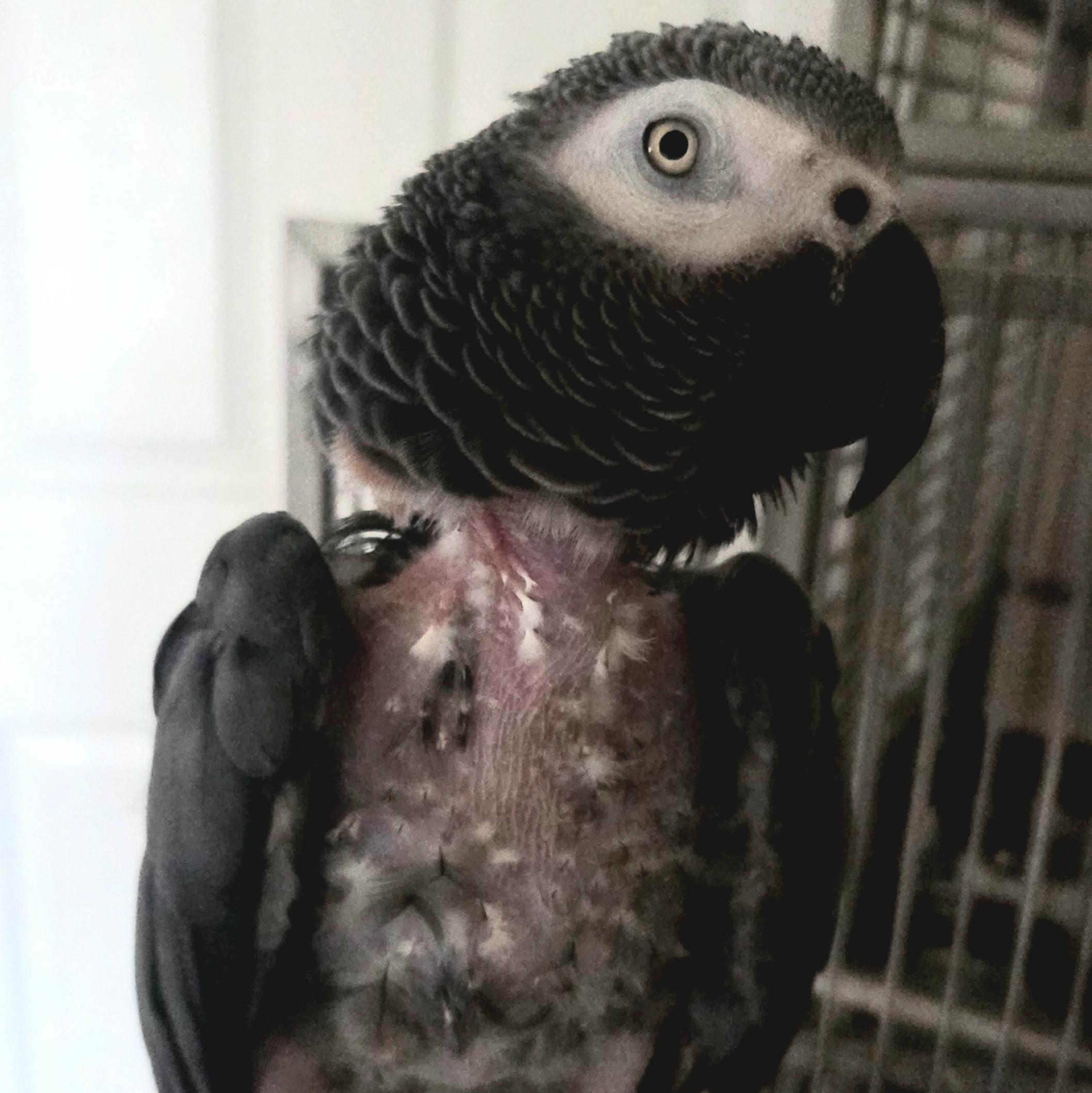 Enlarge Tully, a Adoptable African Grey in Richmond, VA image 1/1