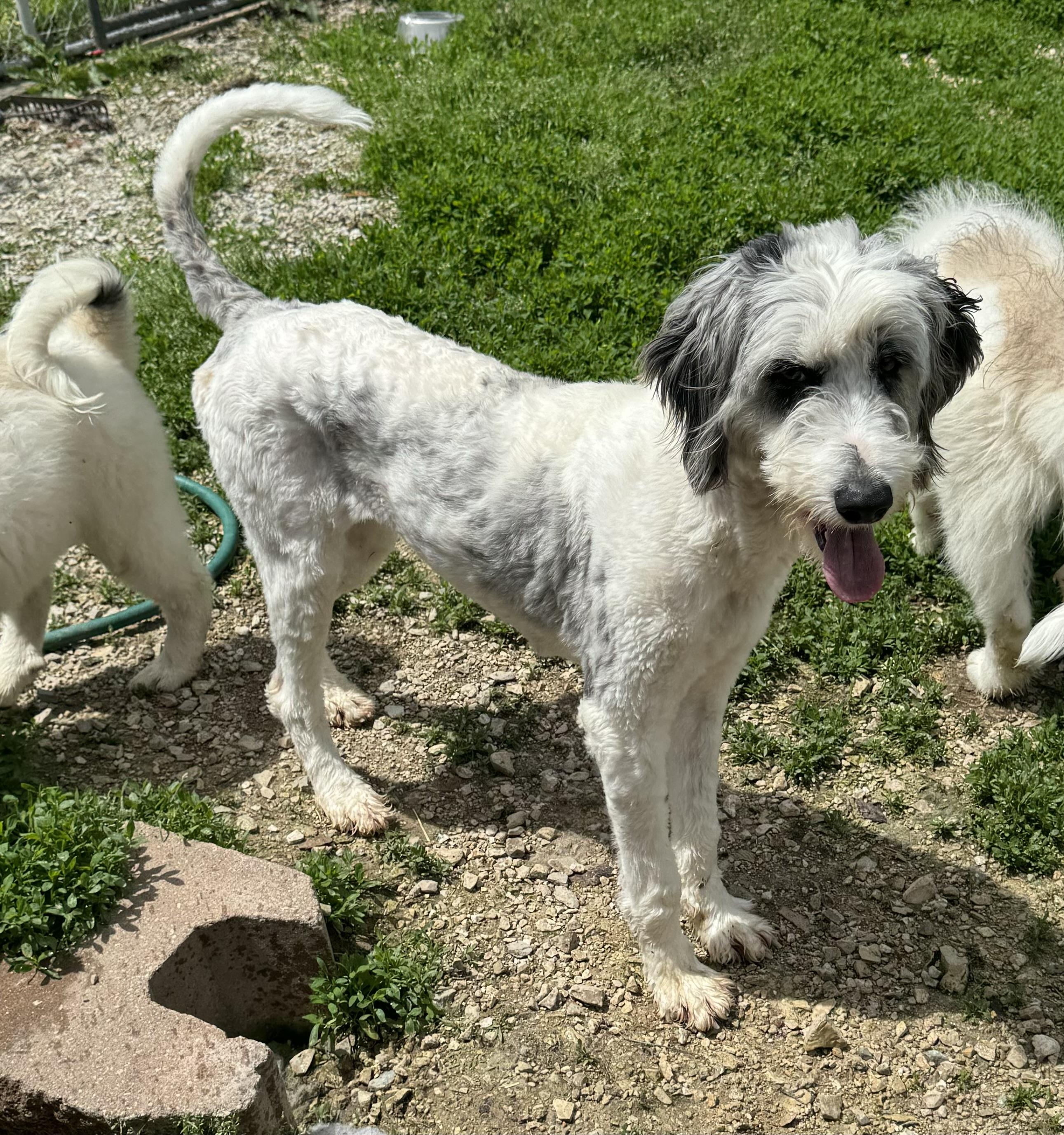Lady, Adult Female Standard Poodle