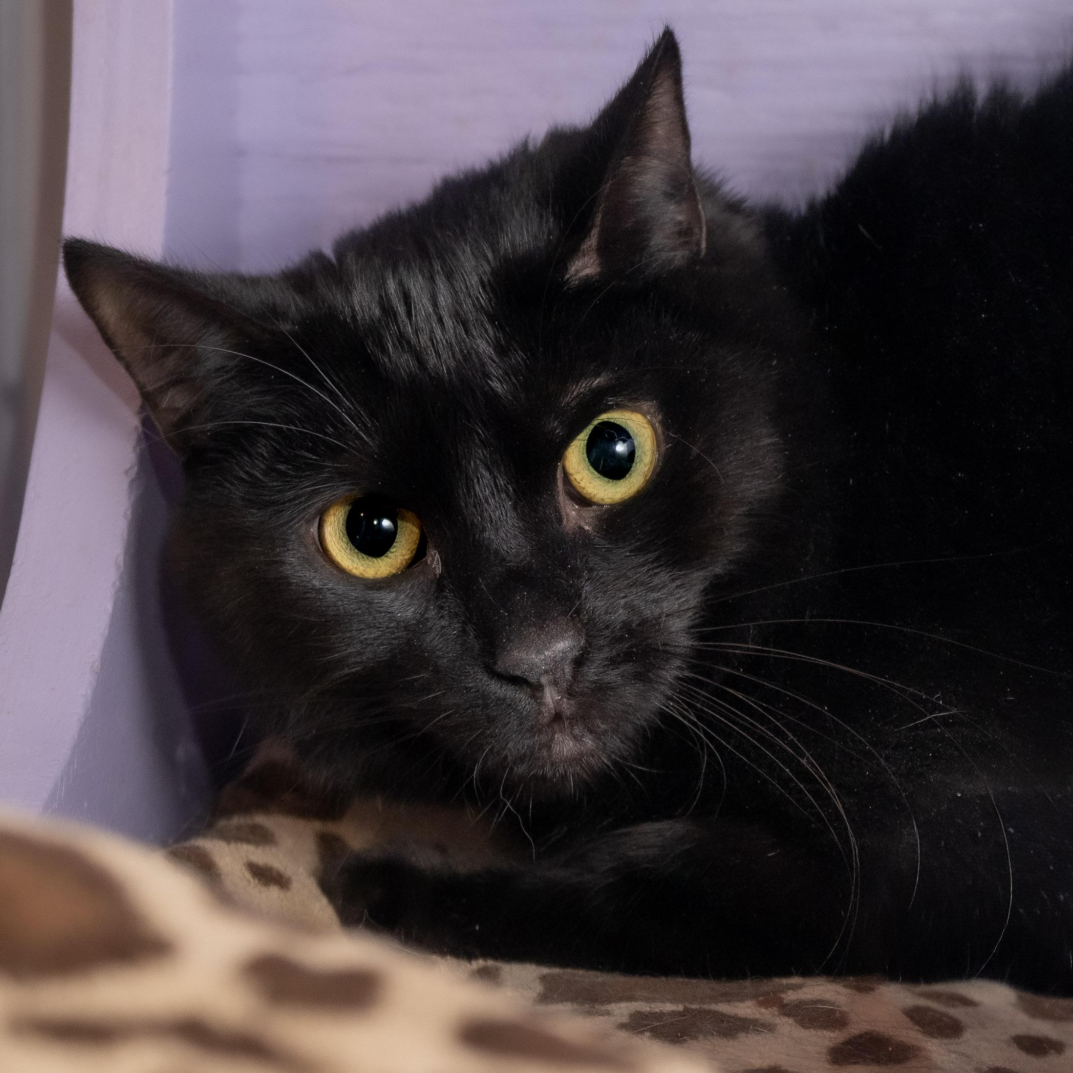 Enlarge Onyx, a ADOPTABLE Domestic Short Hair in Victor, NY image 3/3