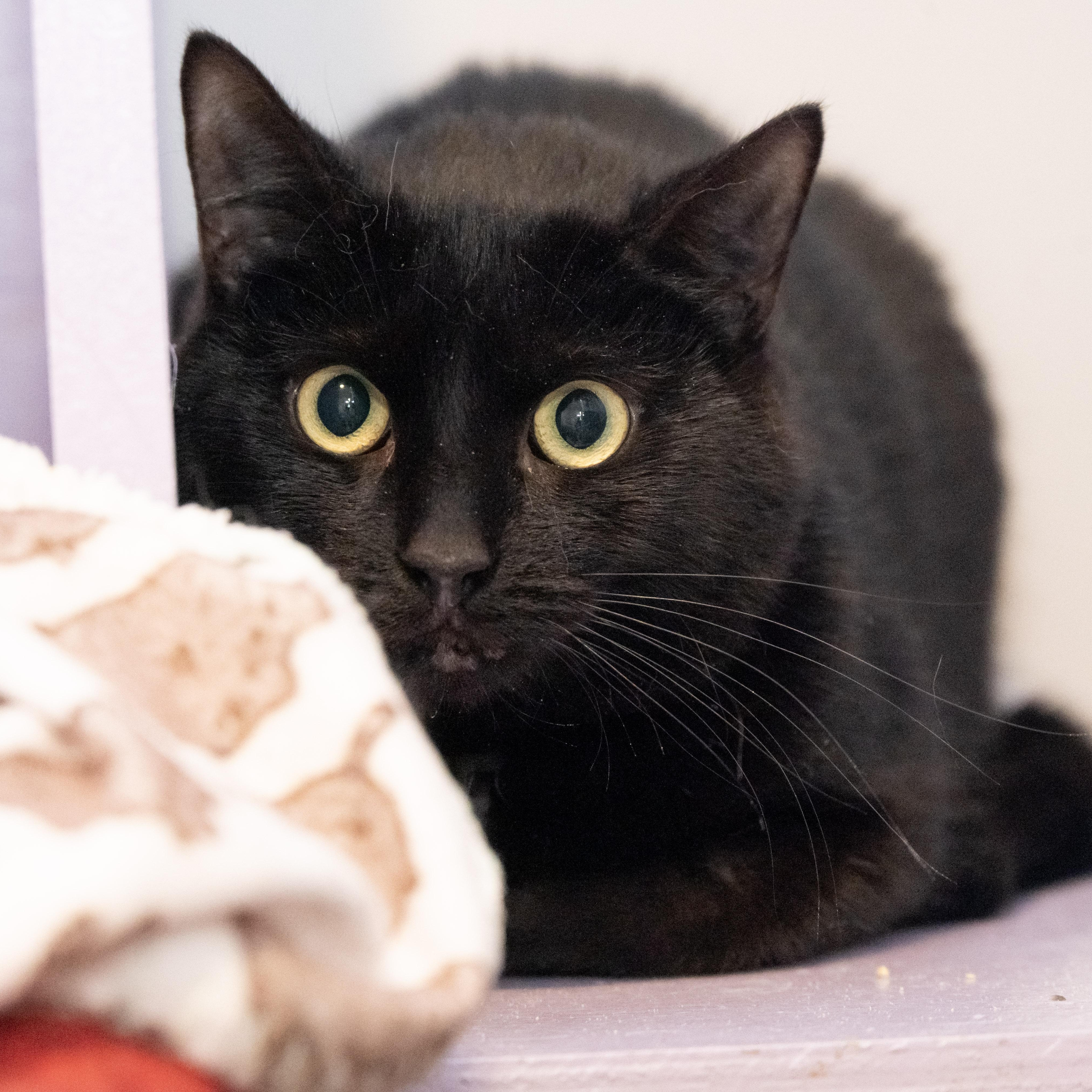 Onyx, ADOPTABLE, Adult Female Domestic Short Hair.