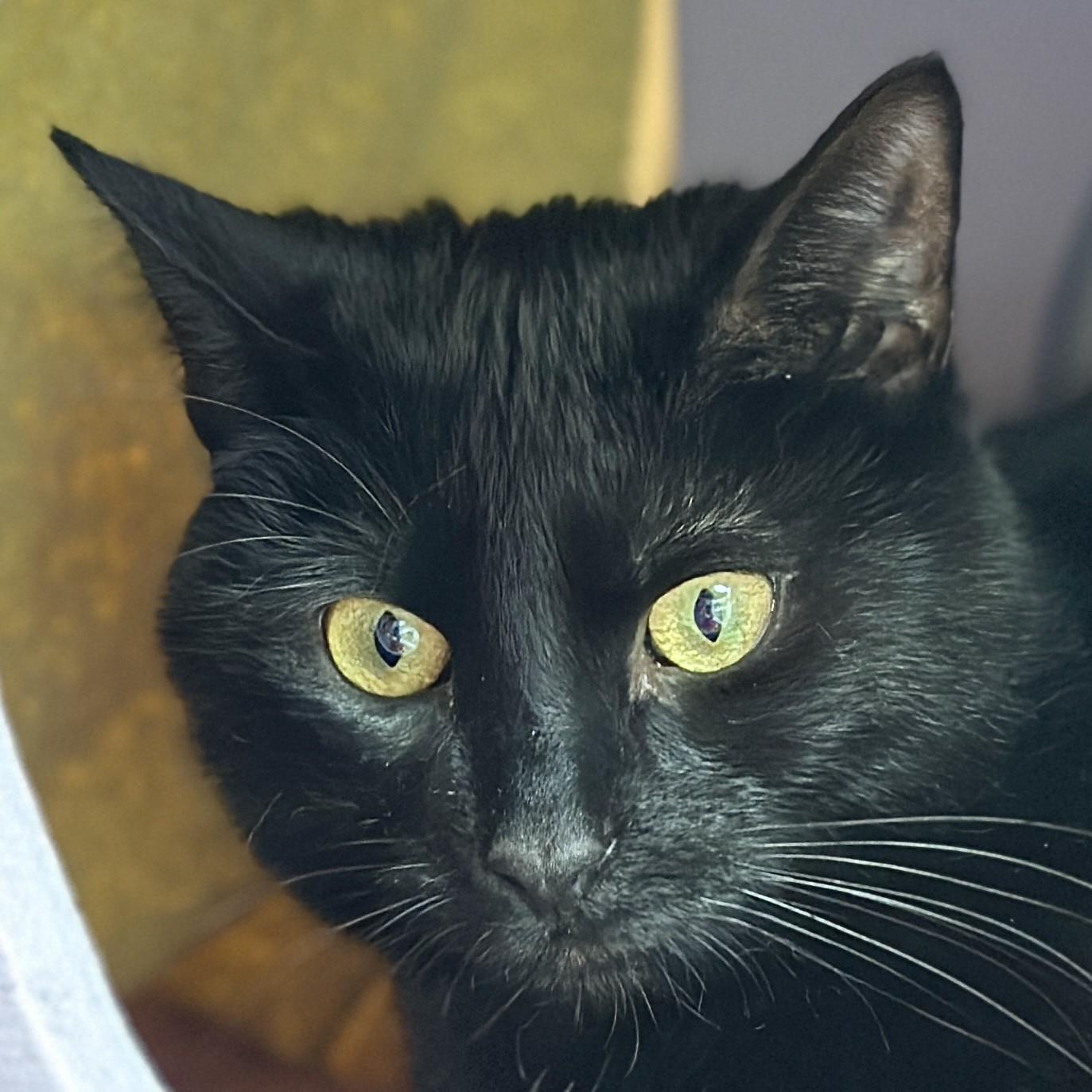 Enlarge Onyx, a ADOPTABLE Domestic Short Hair in Victor, NY image 2/6