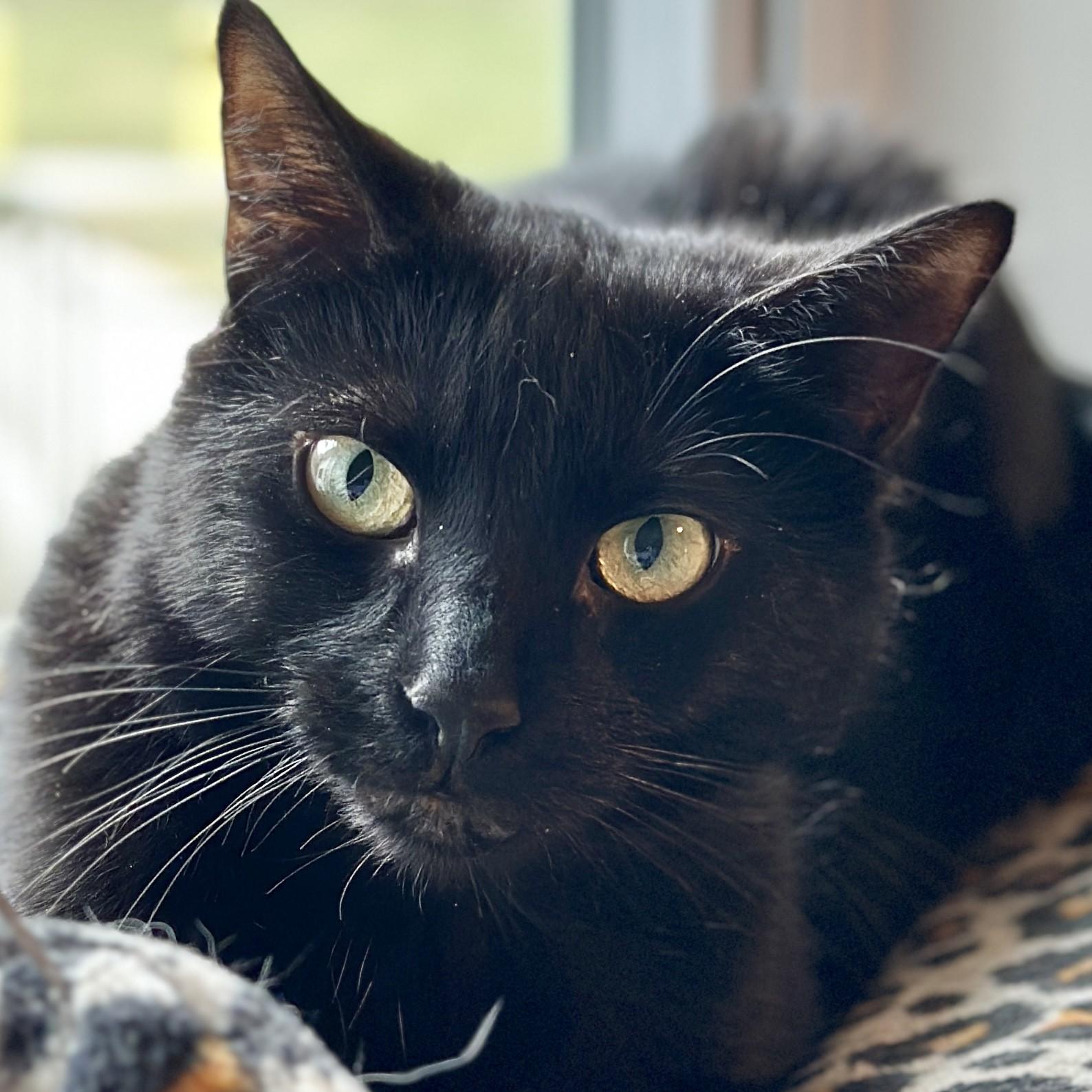 Enlarge Onyx, a ADOPTABLE Domestic Short Hair in Victor, NY image 5/6