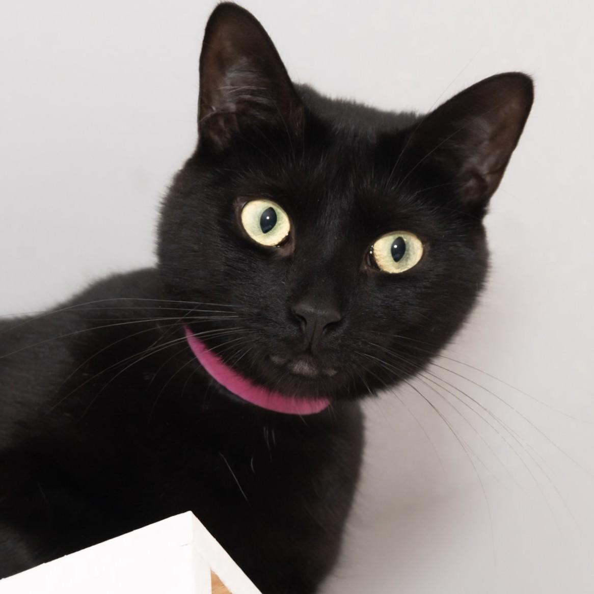 Enlarge Onyx, a Adoptable Domestic Short Hair in Victor, NY image 2/6