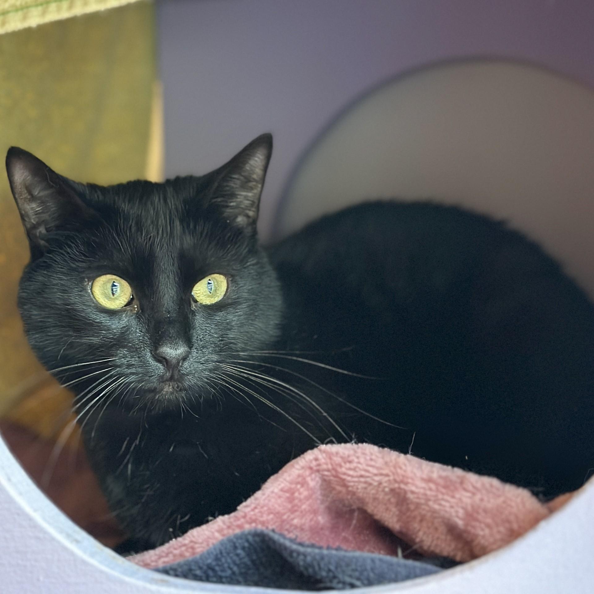 Onyx, Adoptable, Adult Female Domestic Short Hair.