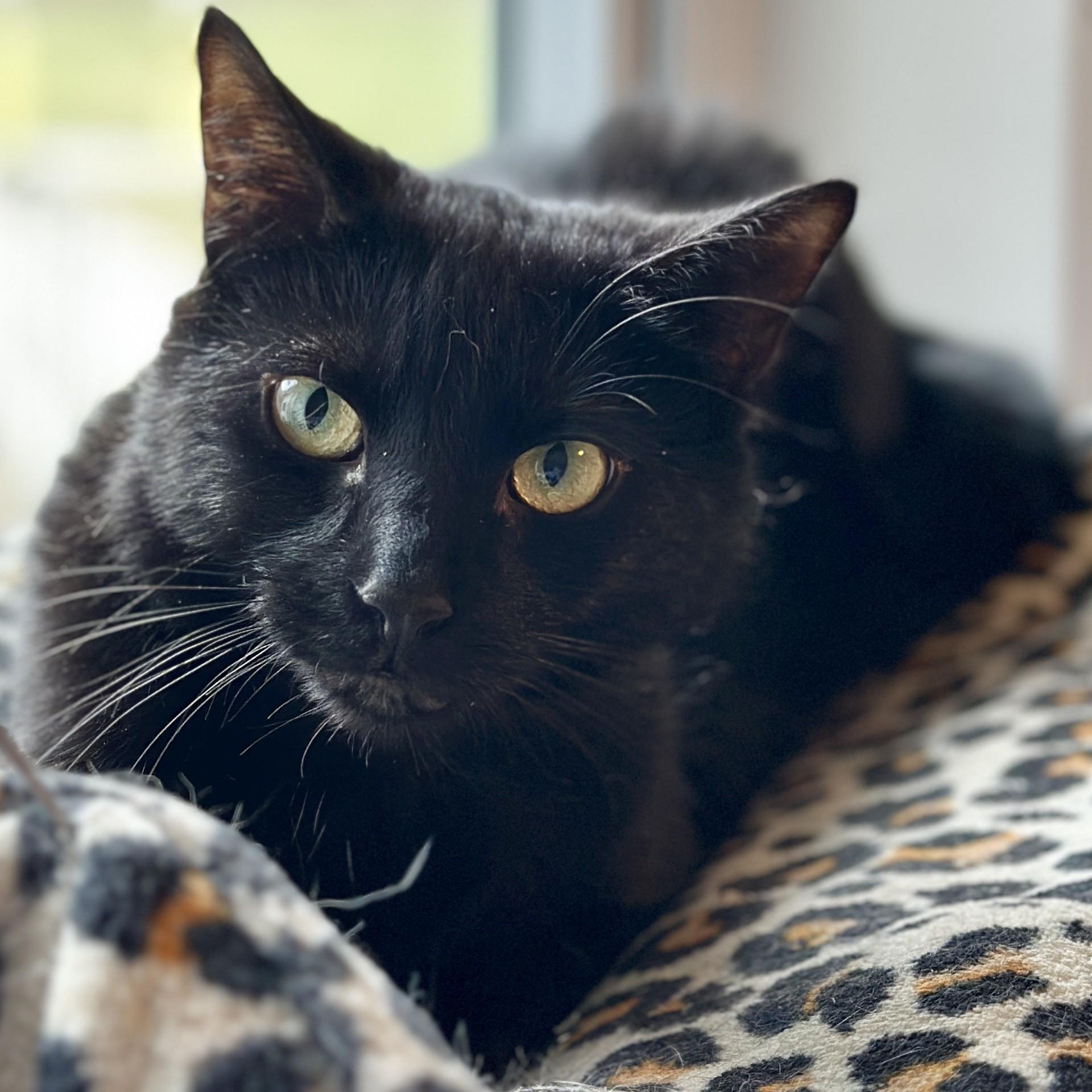 Enlarge Onyx, a ADOPTABLE Domestic Short Hair in Victor, NY image 6/6