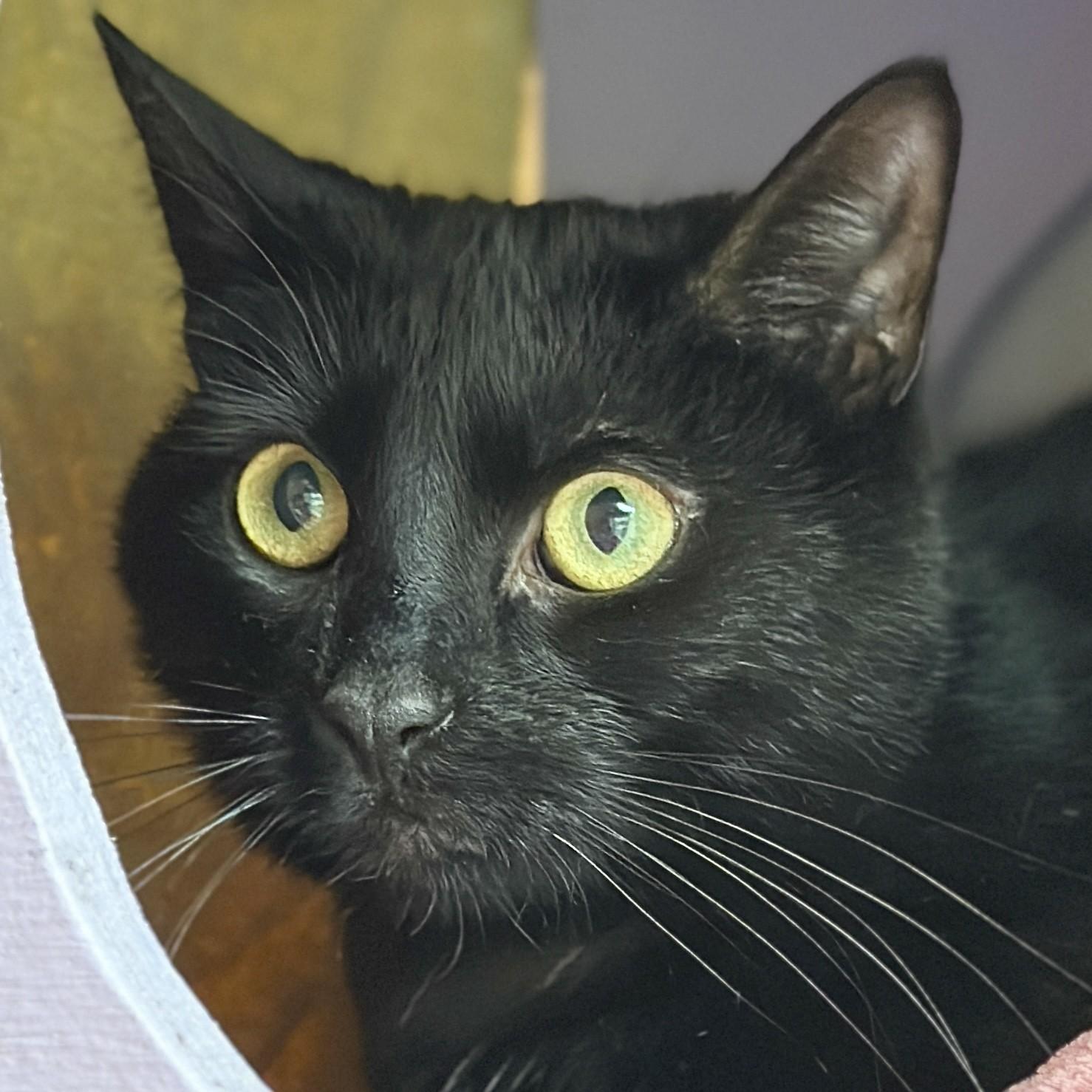 Enlarge Onyx, a ADOPTABLE Domestic Short Hair in Victor, NY image 1/6