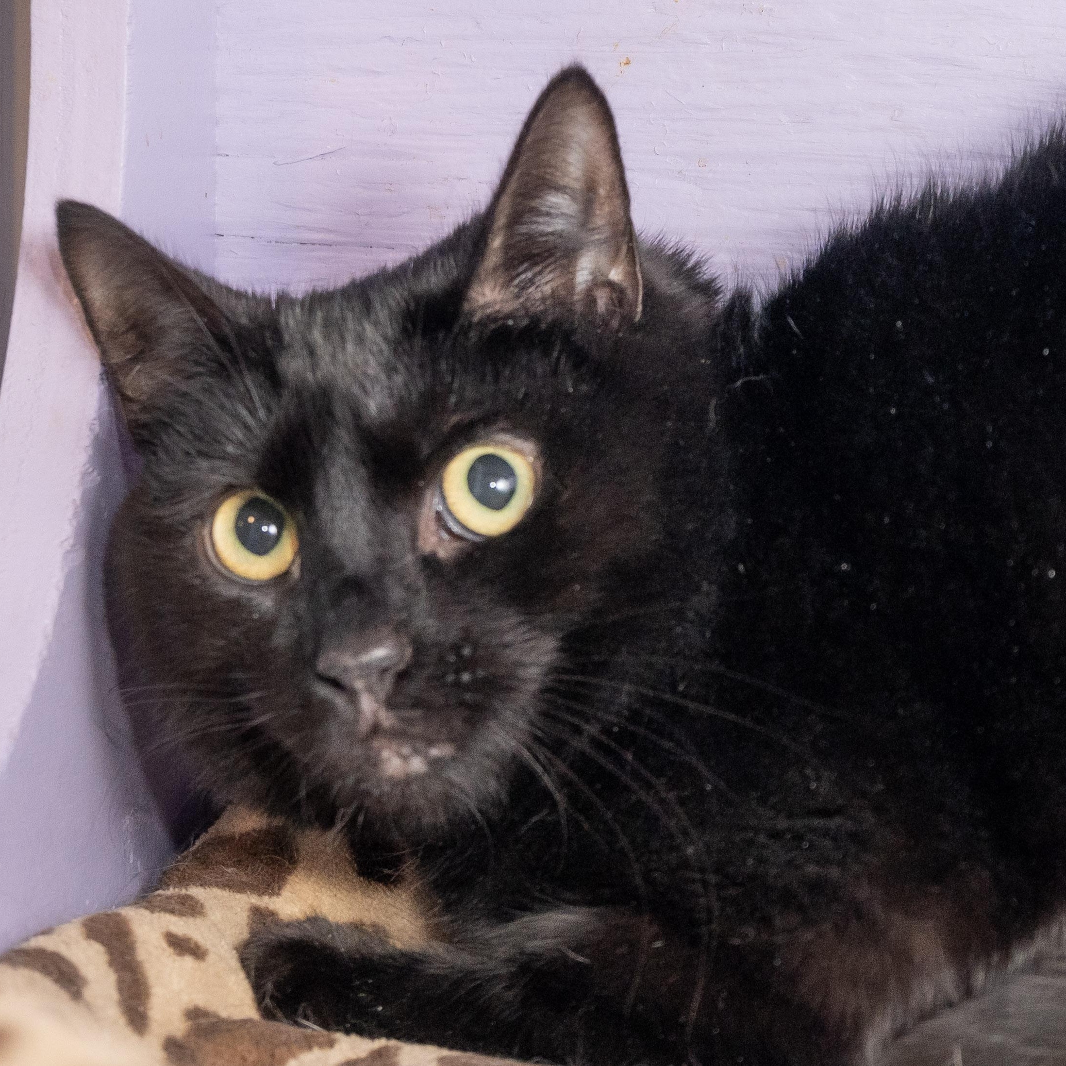 Enlarge Onyx, a ADOPTABLE Domestic Short Hair in Victor, NY image 2/3