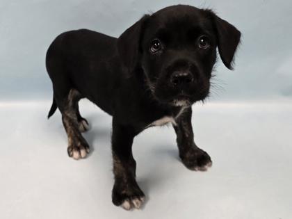 Enlarge Orca, a Adoptable mixed breed in Coon Rapids, MN image 1/1
