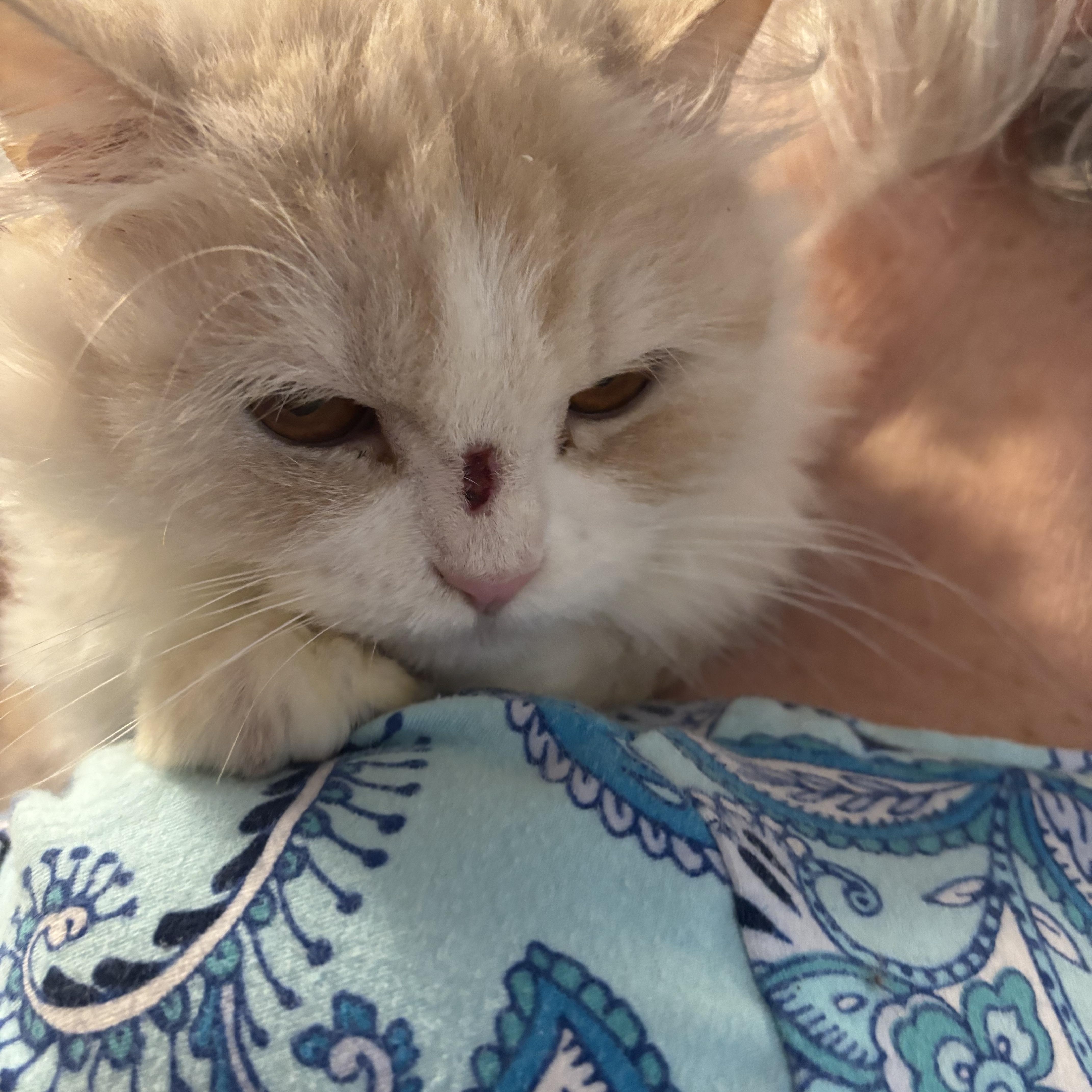 Enlarge Faten (Persian), a ADOPTABLE Persian in Fairfax, VA image 4/4