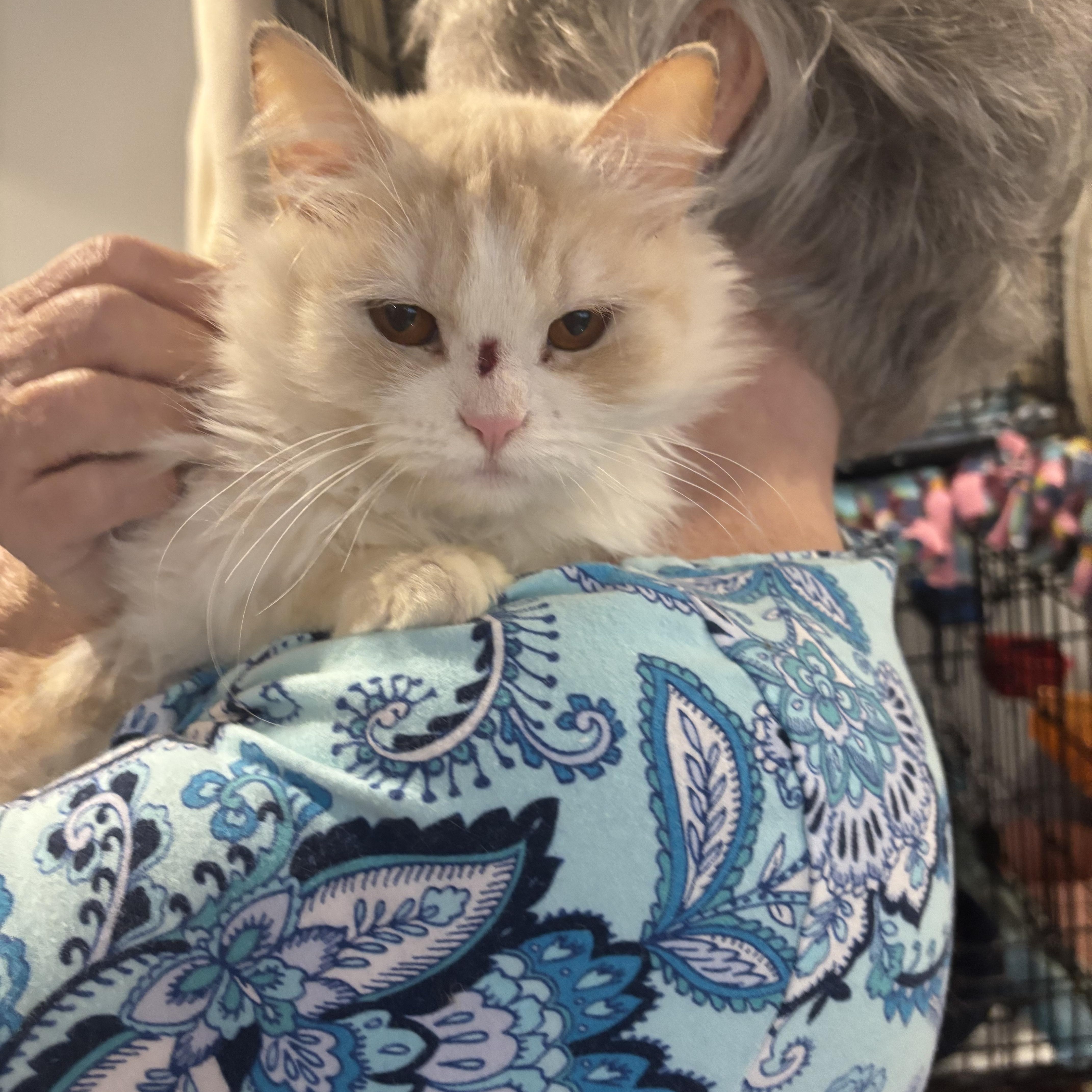 Enlarge Faten (Persian), a ADOPTABLE Persian in Fairfax, VA image 1/4