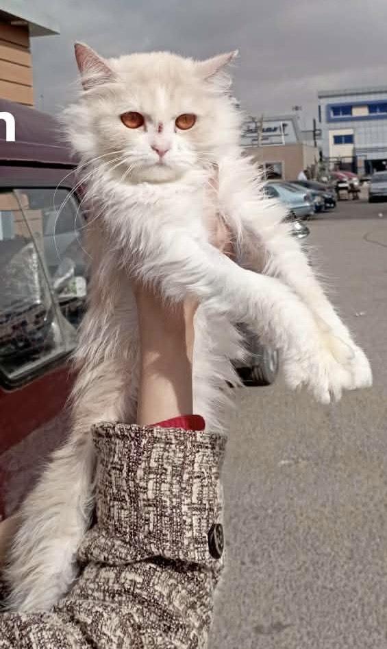 Enlarge Faten (Persian), a ADOPTABLE Persian in Fairfax, VA image 3/4