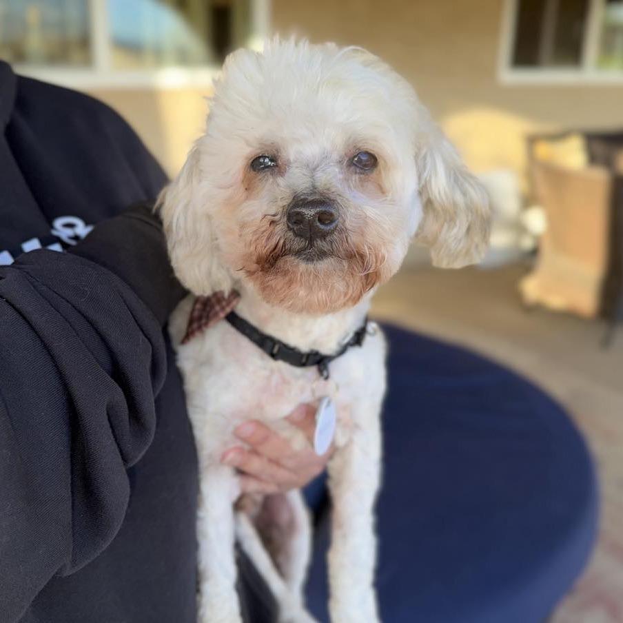 Bentley — thumbnail 3