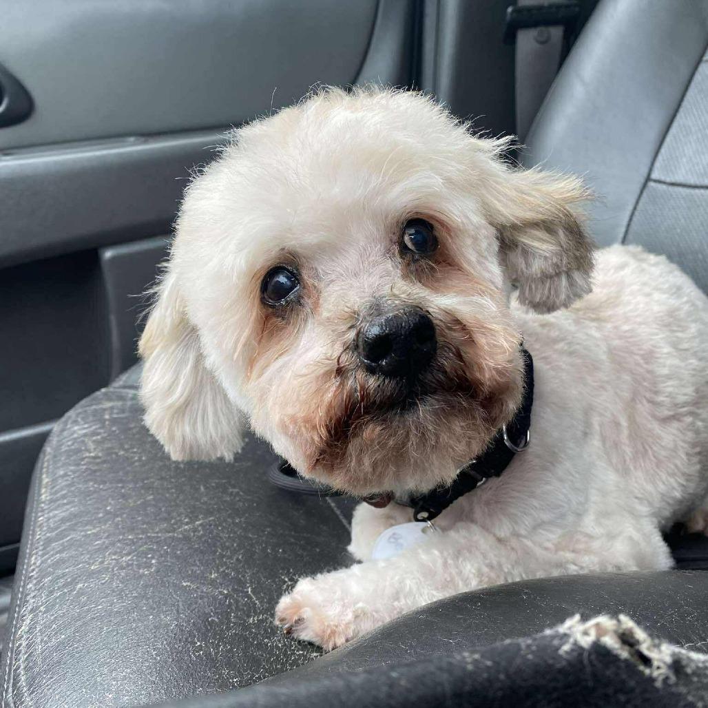 Bentley — thumbnail 4