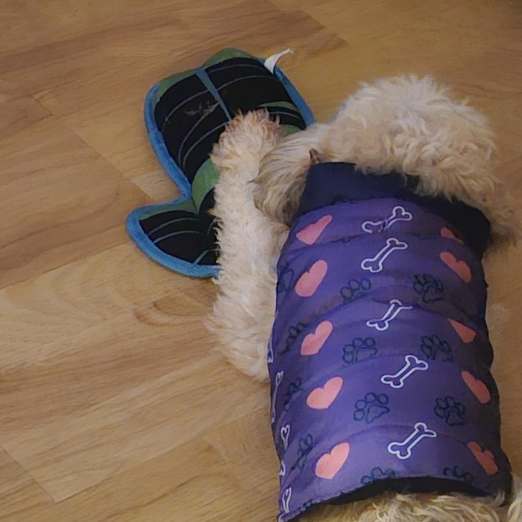 Bentley — thumbnail 5