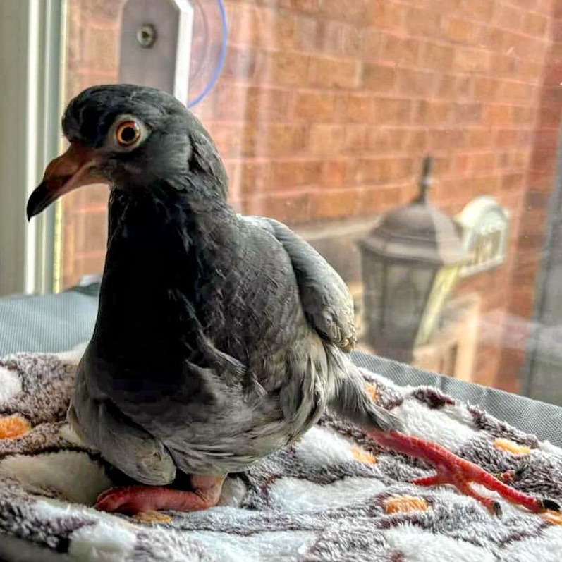 Granite, Young Male unknown