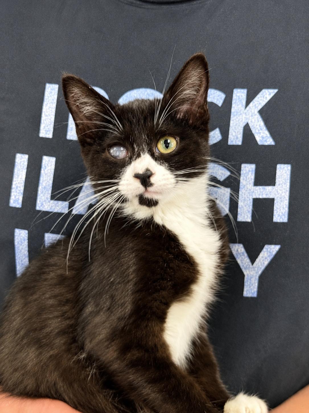 Milano, a ADOPTABLE Tuxedo in Saginaw, MI image 3/3