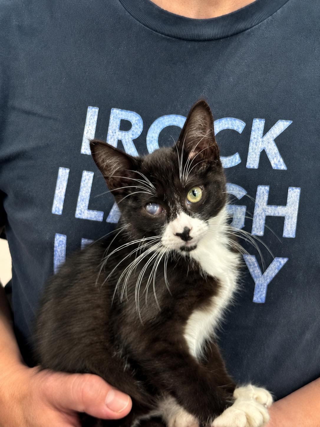 Milano, ADOPTABLE, Kitten Male Tuxedo.
