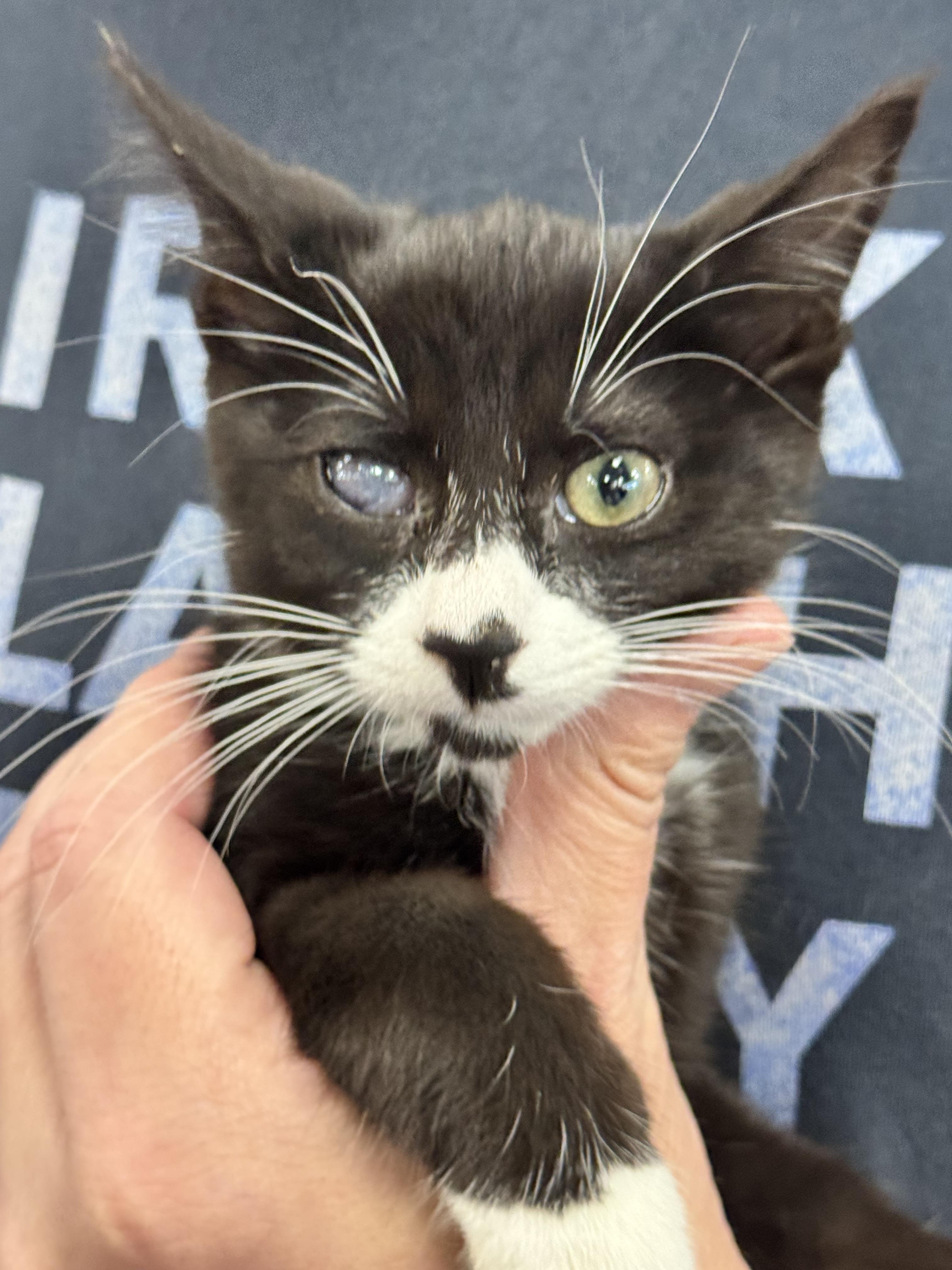 Milano, a ADOPTABLE Tuxedo in Saginaw, MI image 2/3
