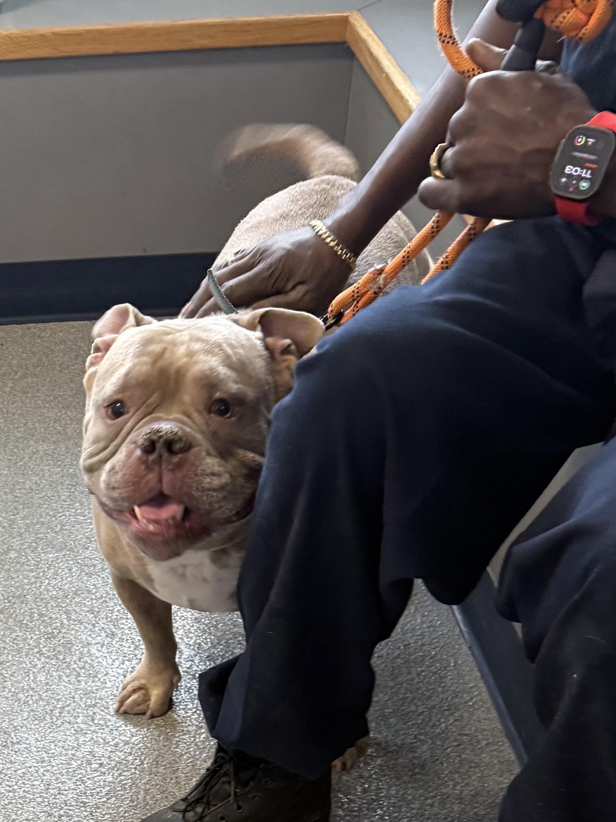 Enlarge Seymour , an adopted mixed breed in Yonkers, NY image 2/5