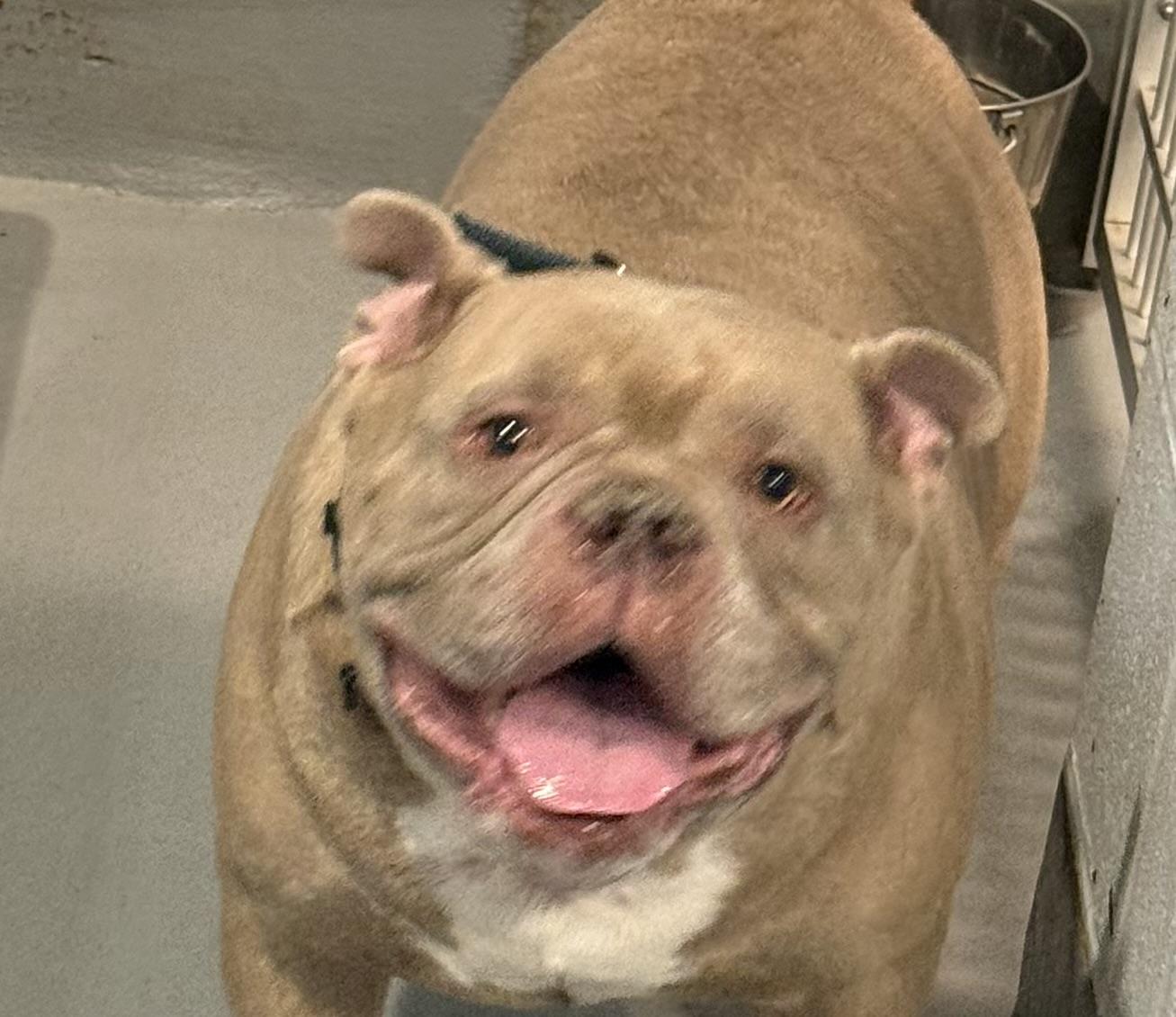 Seymour , adopted, Young Male Bulldog & American Bully.