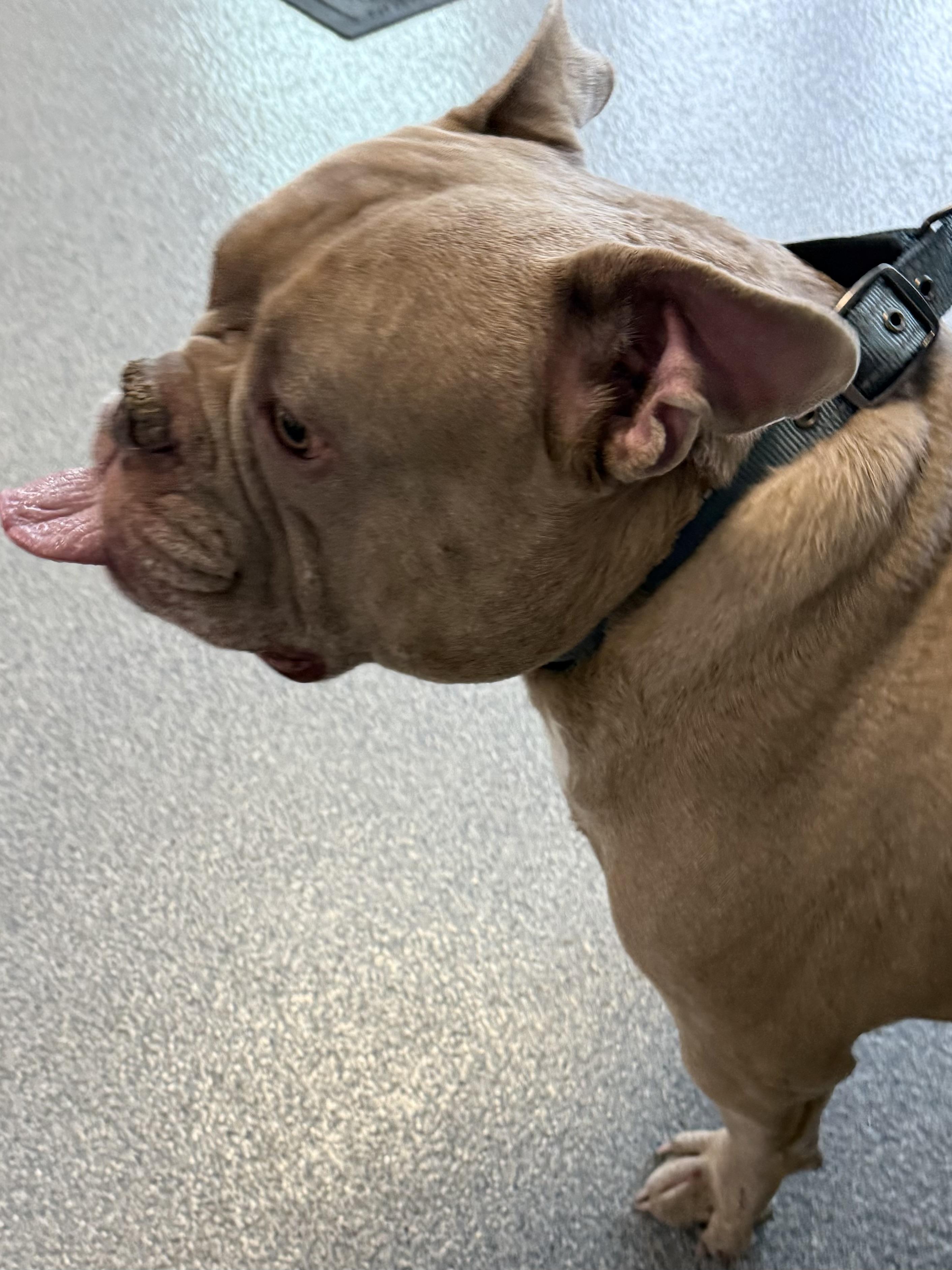 Enlarge Seymour , an adopted mixed breed in Yonkers, NY image 3/5