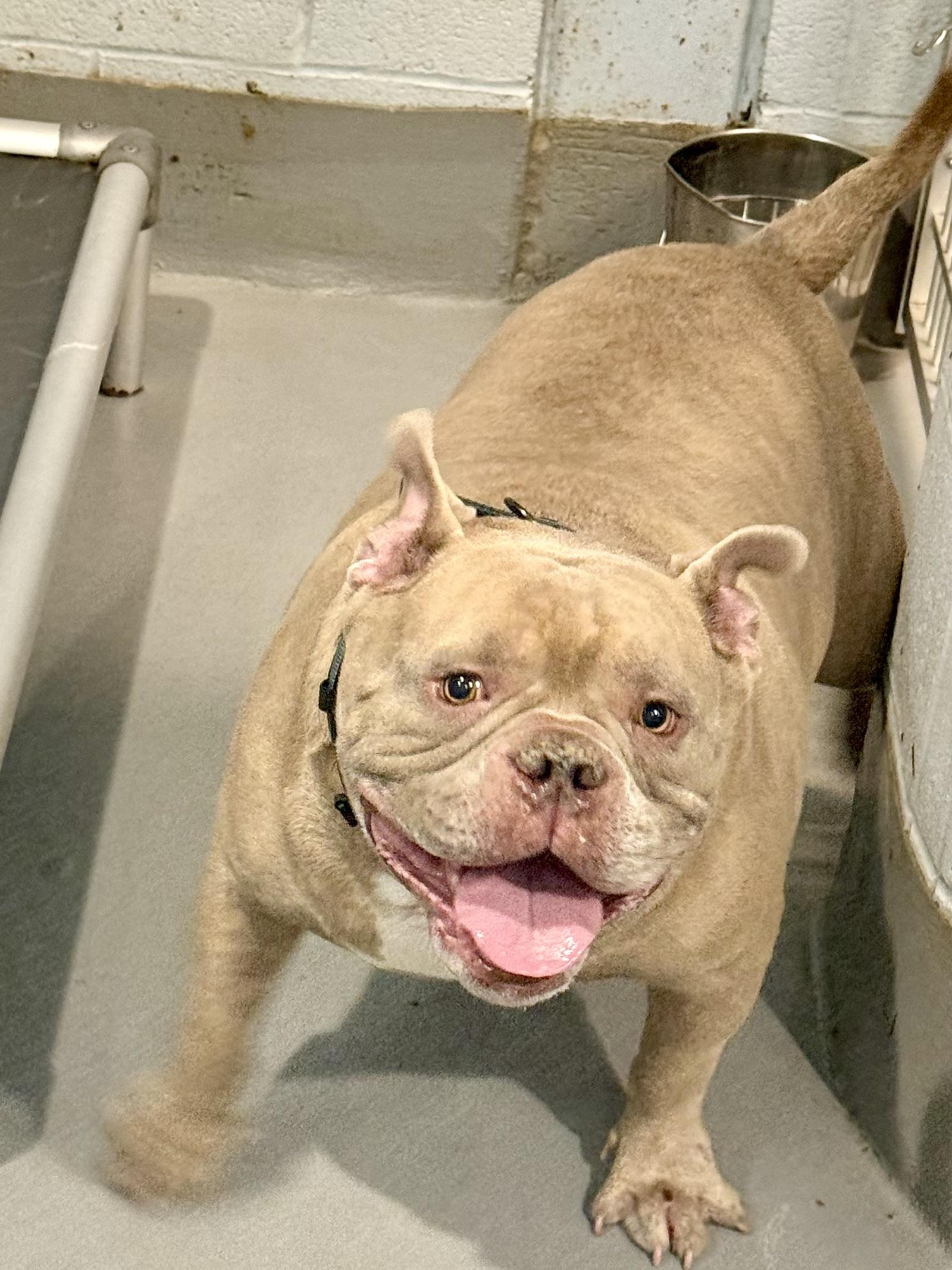 Enlarge Seymour , an adopted mixed breed in Yonkers, NY image 4/5