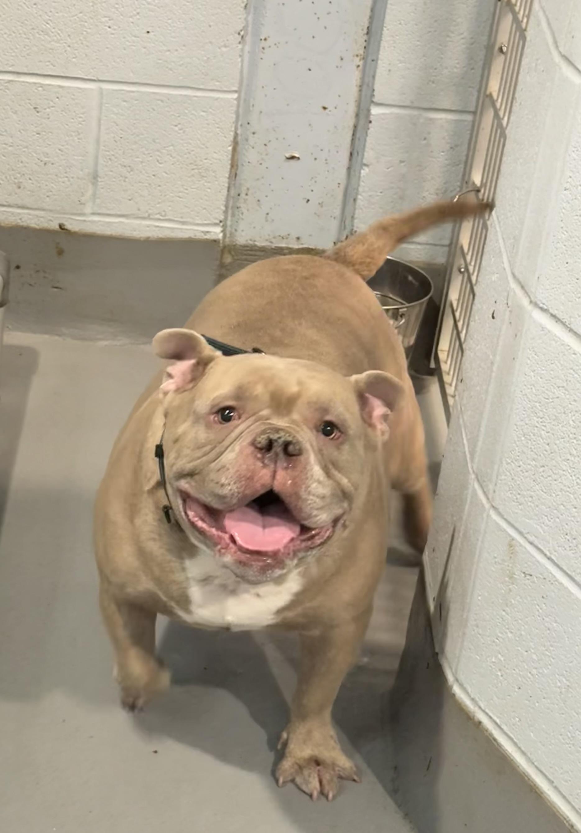 Enlarge Seymour , an adopted mixed breed in Yonkers, NY image 5/5