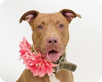 Poet, a Adoptable mixed breed in Ocoee, FL image 1/6