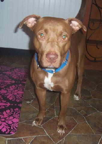 Poet, a Adoptable mixed breed in Ocoee, FL image 2/6