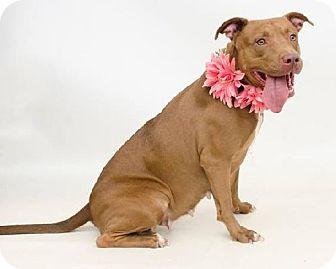 Poet, a Adoptable mixed breed in Ocoee, FL image 3/6