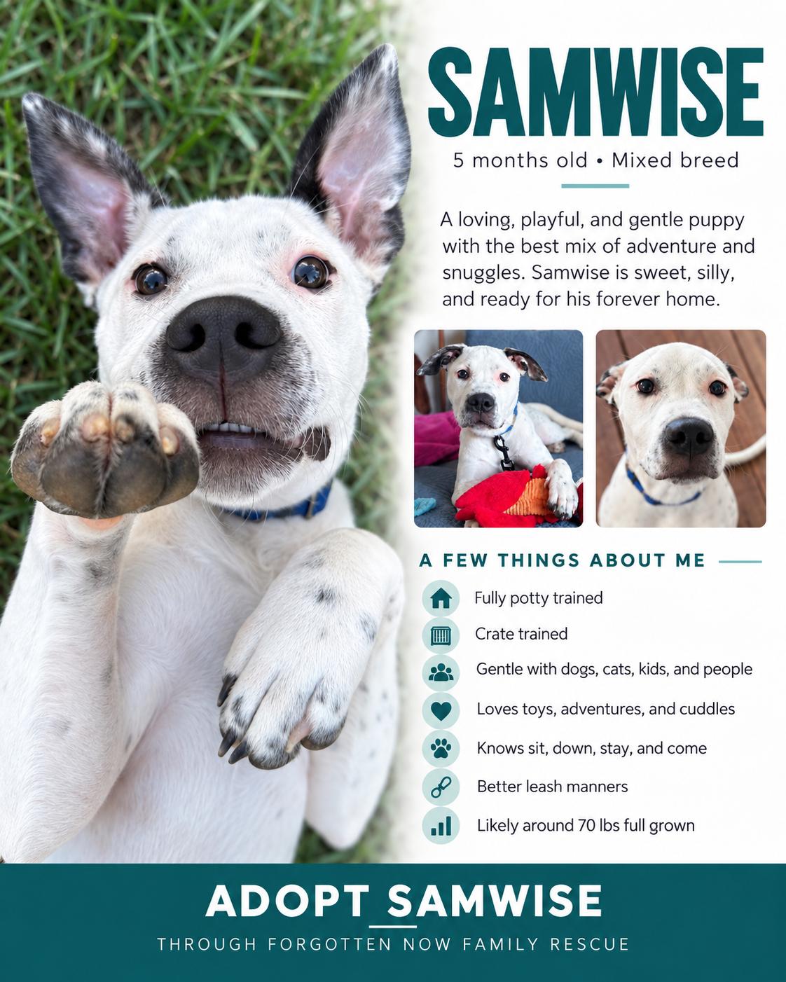 Enlarge Samwise, a Adoptable Mixed Breed in Cornelius, NC image 6/6