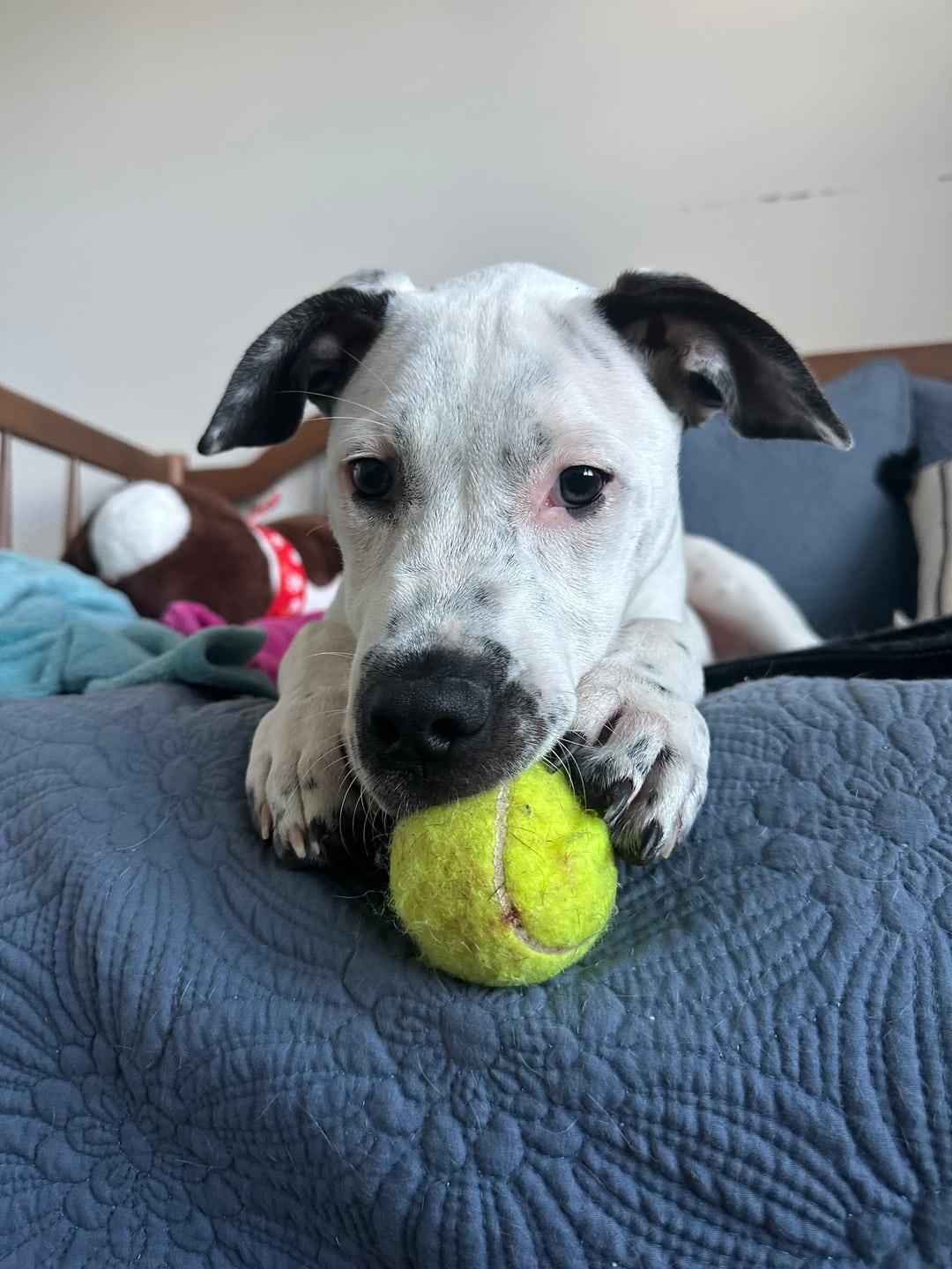 Enlarge Samwise, a Adoptable Mixed Breed in Cornelius, NC image 3/6