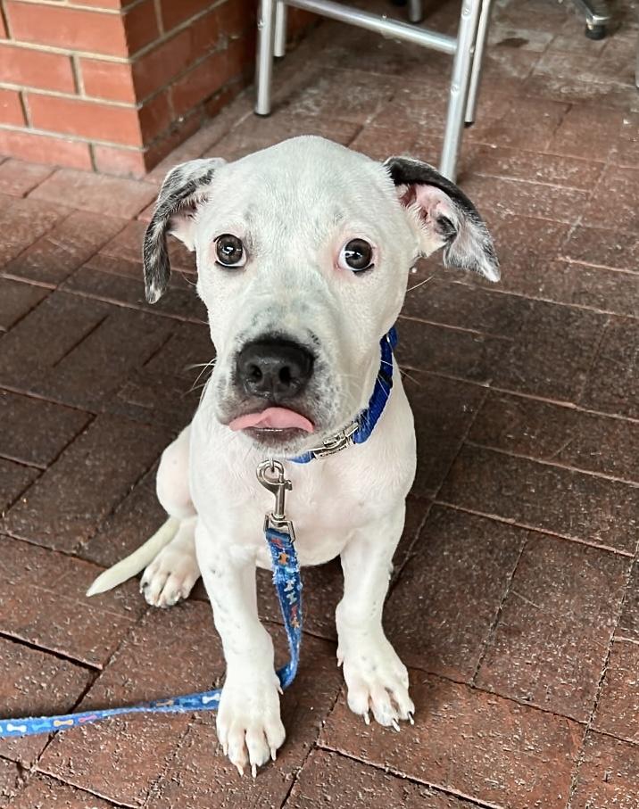 Enlarge Samwise, a Adoptable Mixed Breed in Cornelius, NC image 2/6