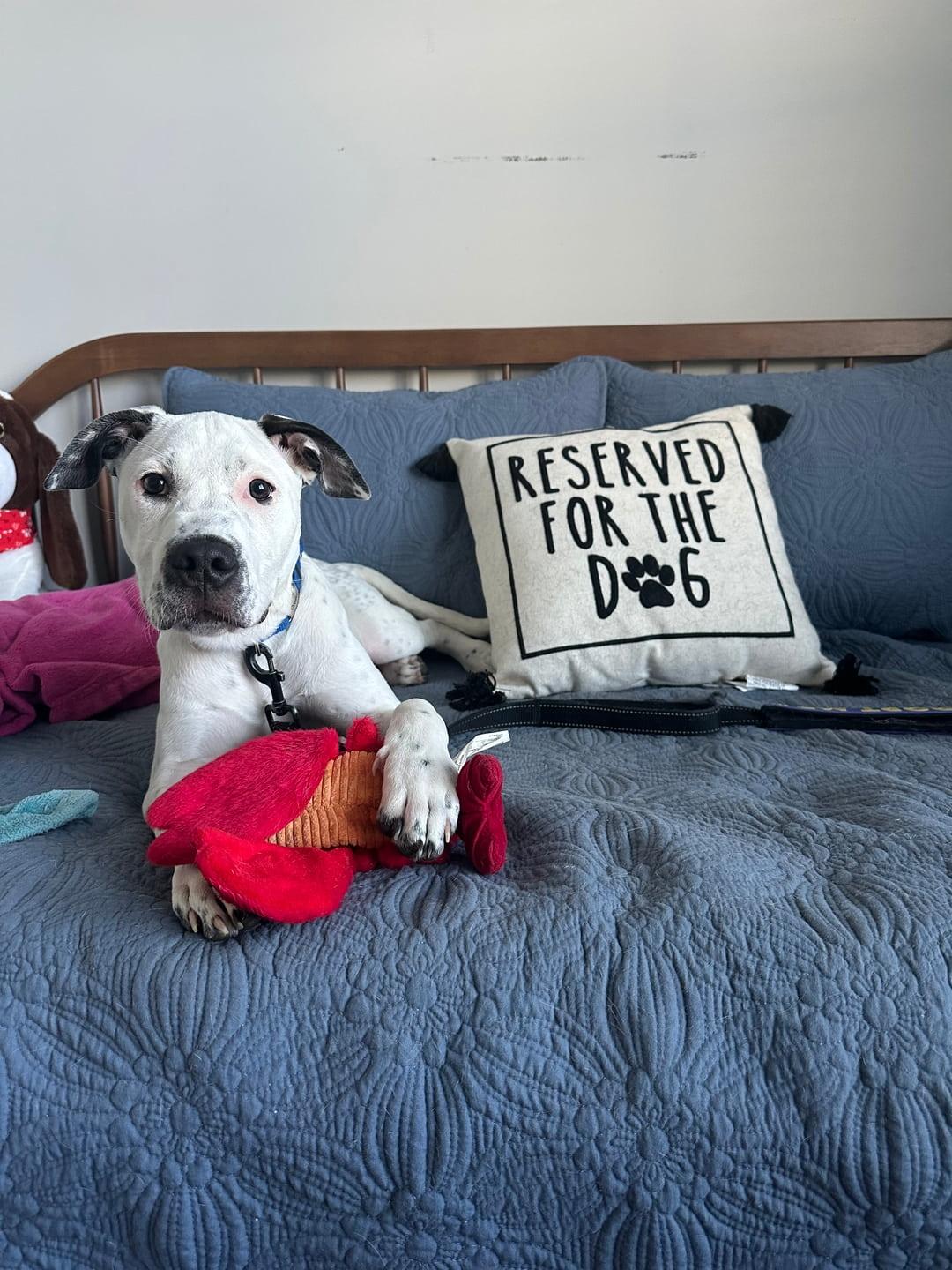Enlarge Samwise, a Adoptable Mixed Breed in Cornelius, NC image 5/6