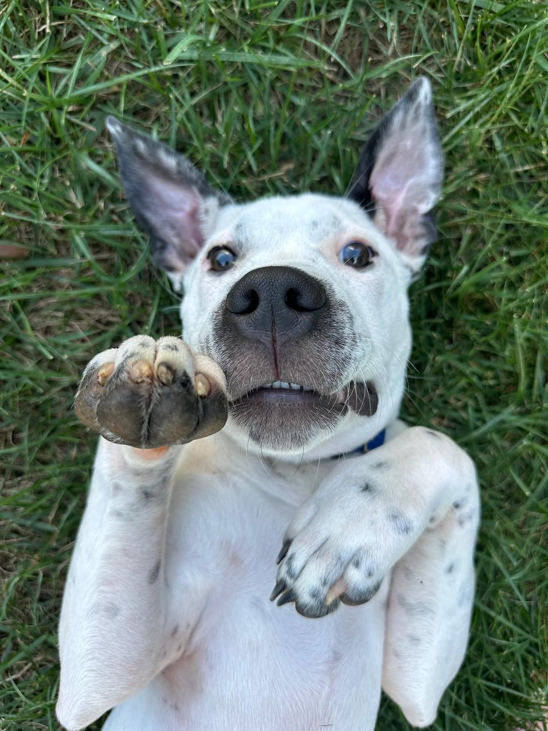 Samwise, Adoptable, Young Male Mixed Breed.
