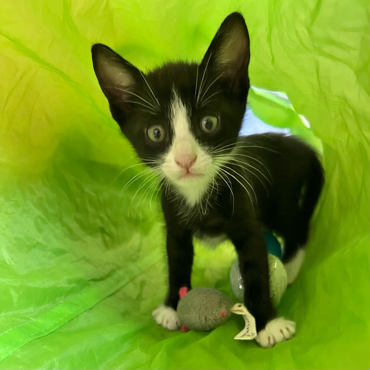 Cat for adoption Zara Sponsored, a Tuxedo in San Juan Capistrano