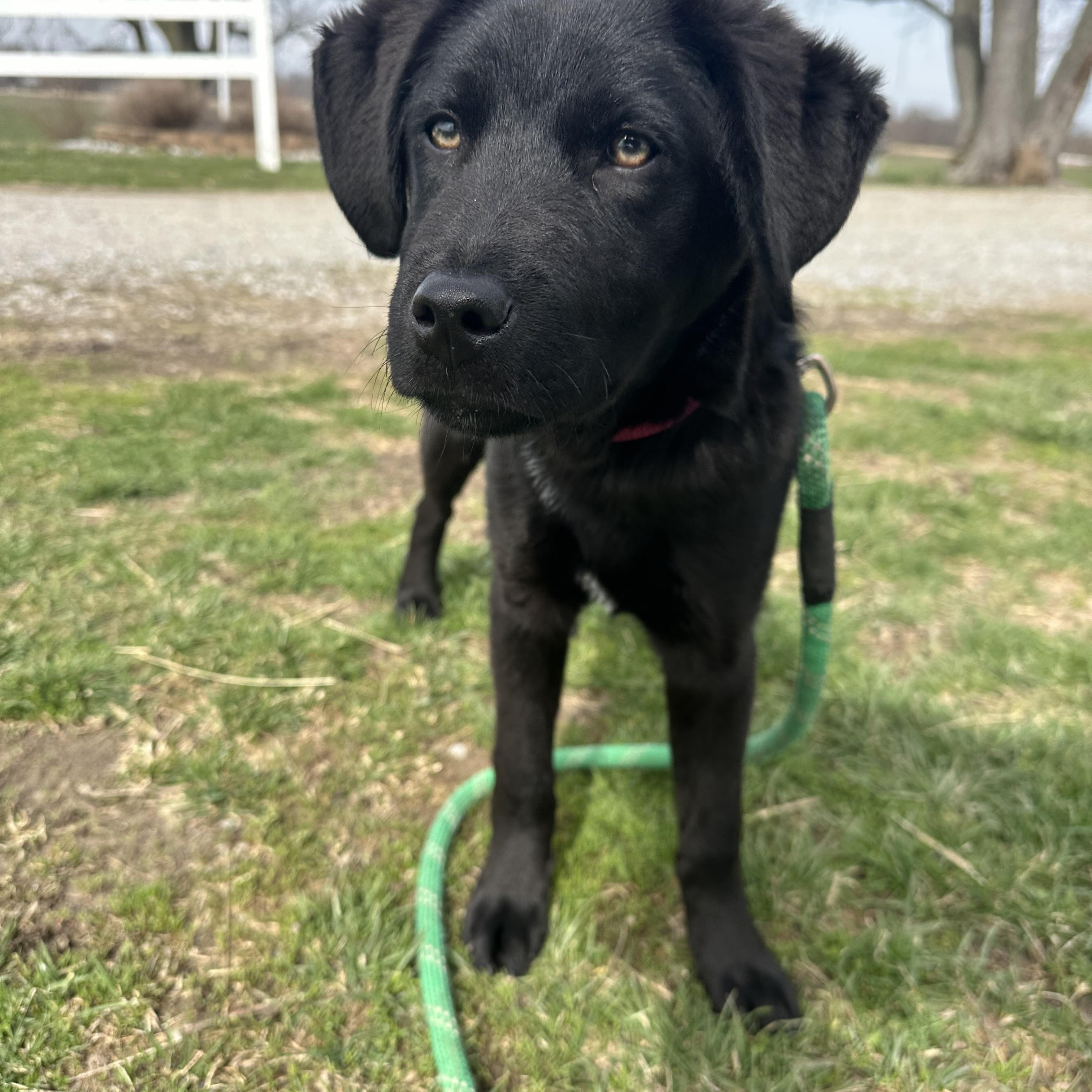 Willy, a ADOPTABLE mixed breed in Lewisville, IN image 2/3
