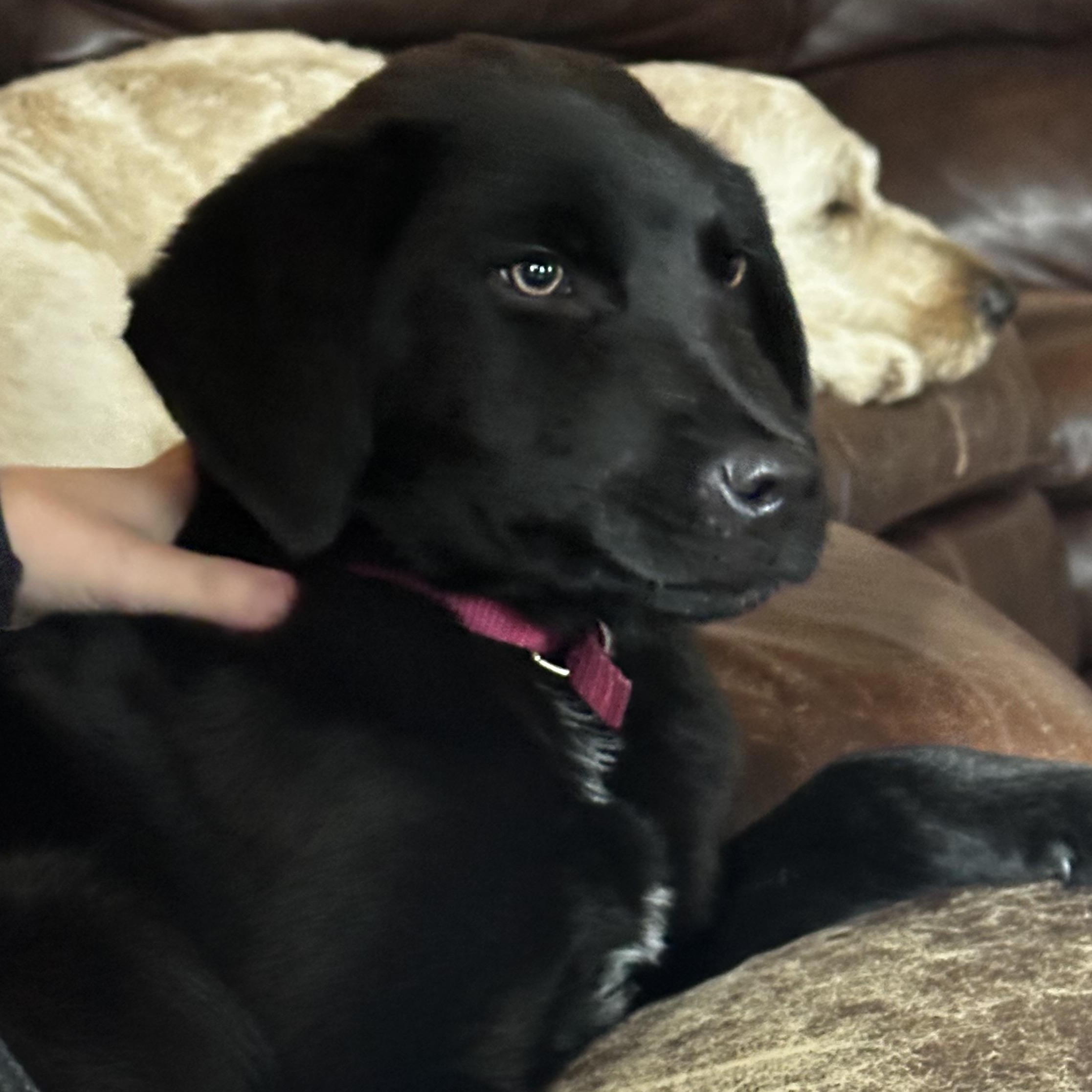 Willy, a ADOPTABLE mixed breed in Lewisville, IN image 1/3