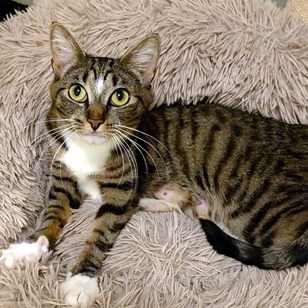 Diamond, adopted, Kitten Female Domestic Short Hair.