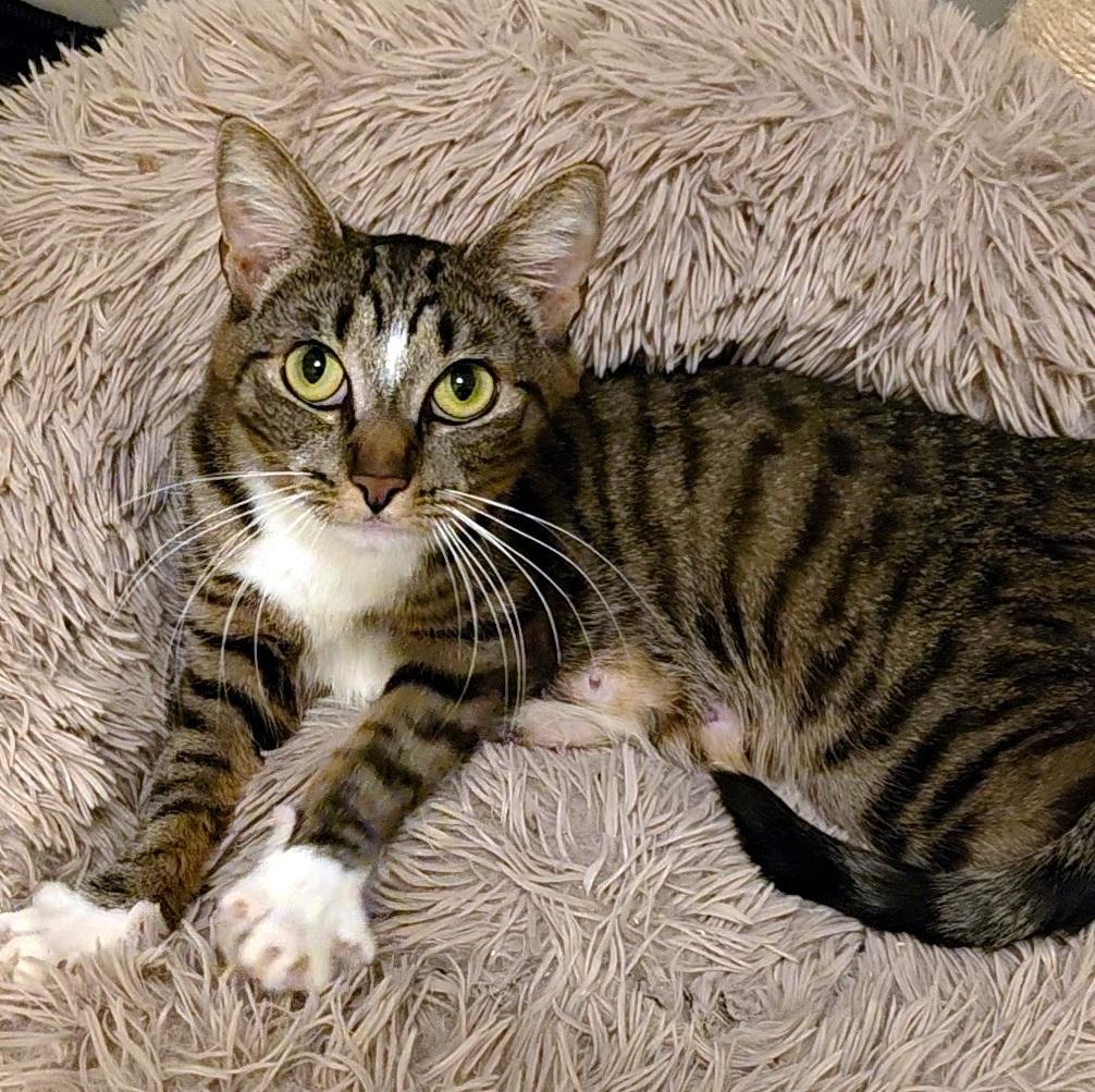 Enlarge Diamond, an adopted Domestic Short Hair in Pittsburgh, PA image 4/6