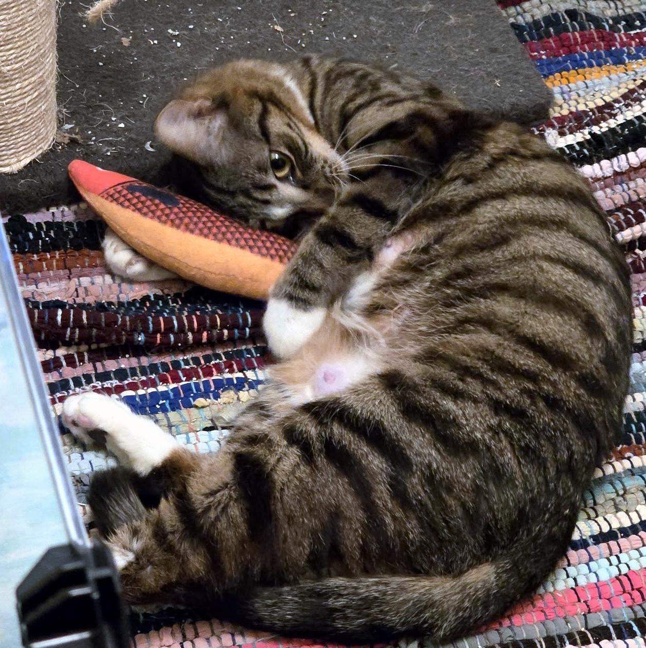 Enlarge Diamond, an adopted Domestic Short Hair in Pittsburgh, PA image 3/6