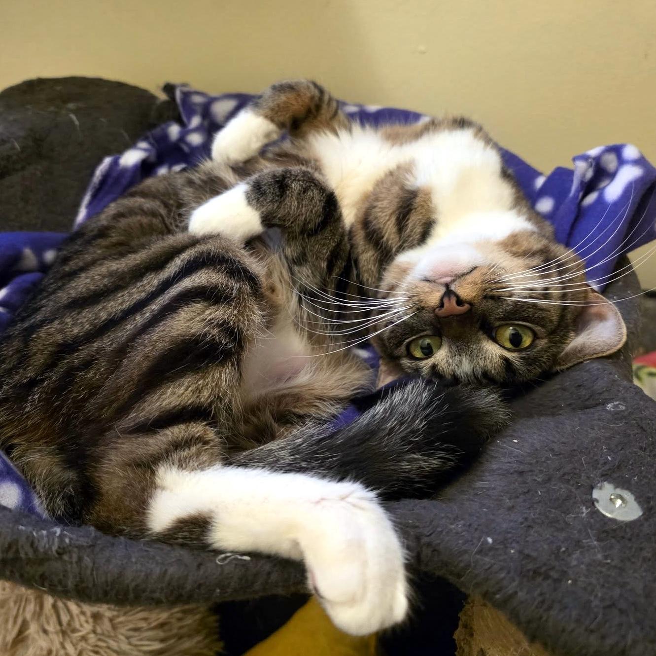 Enlarge Diamond, an adopted Domestic Short Hair in Pittsburgh, PA image 5/6