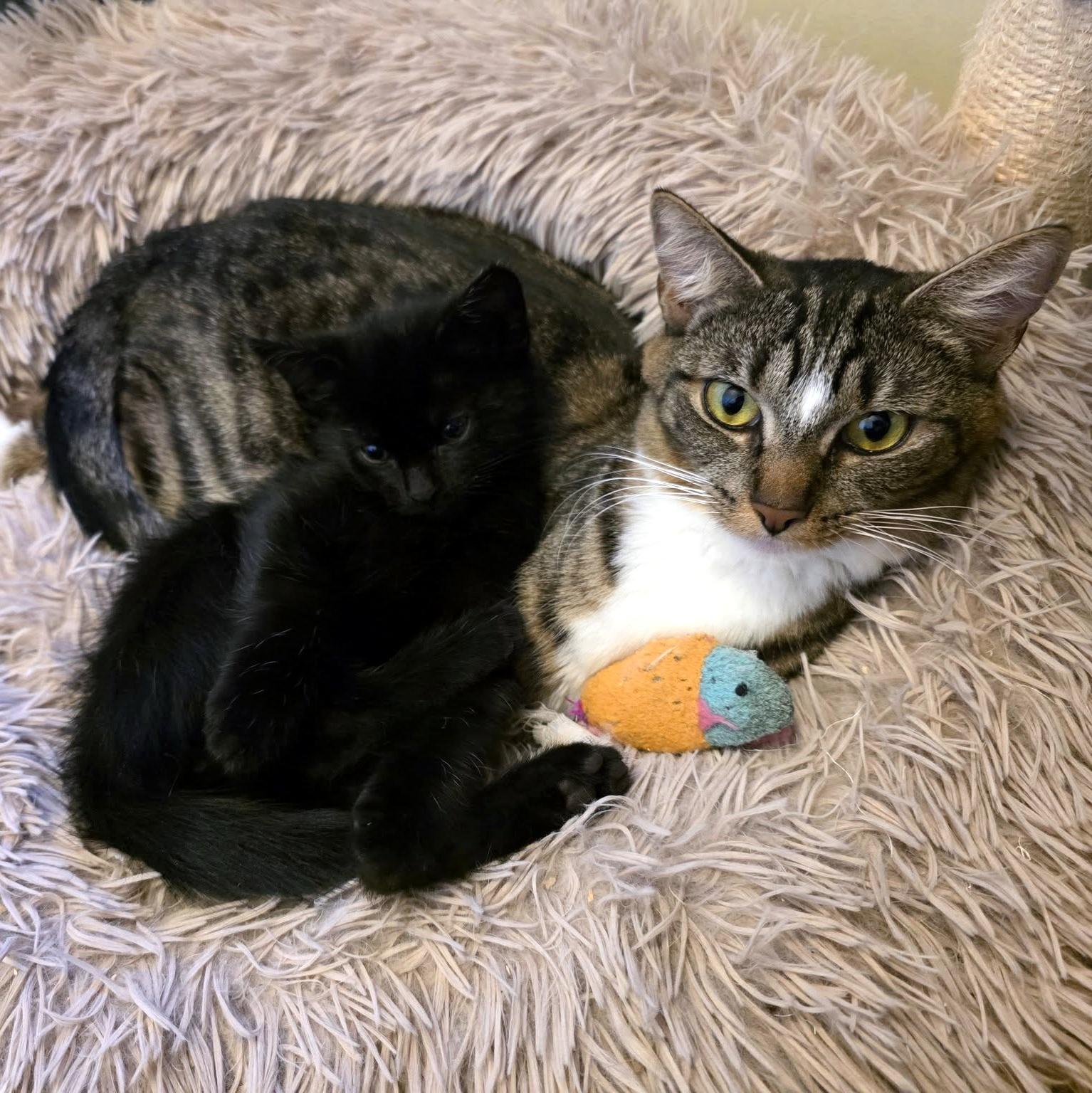 Enlarge Diamond, an adopted Domestic Short Hair in Pittsburgh, PA image 2/6